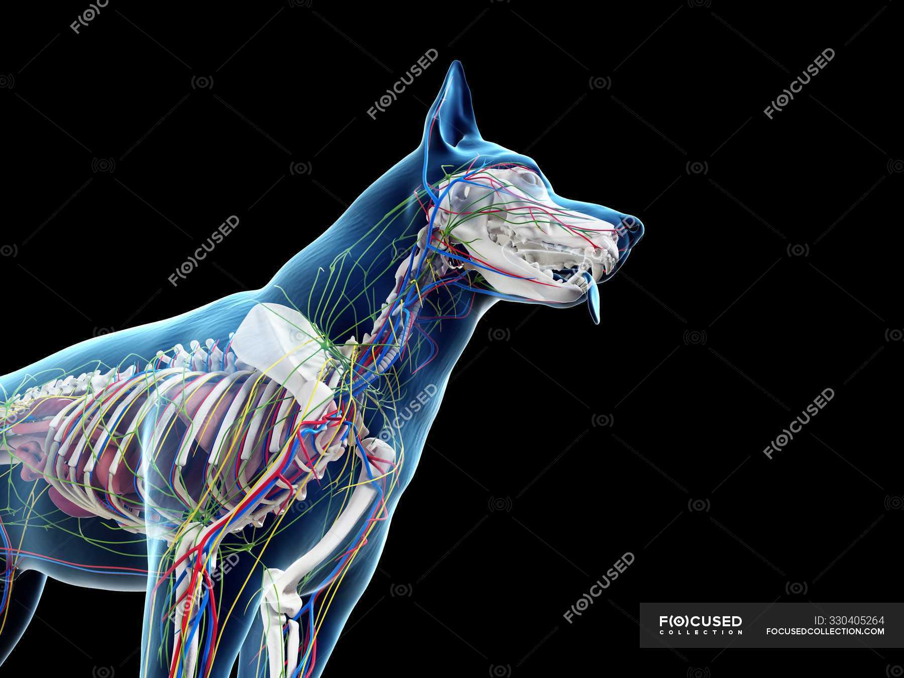 Dog anatomy with internal organs, digital illustration. — graphic, pet