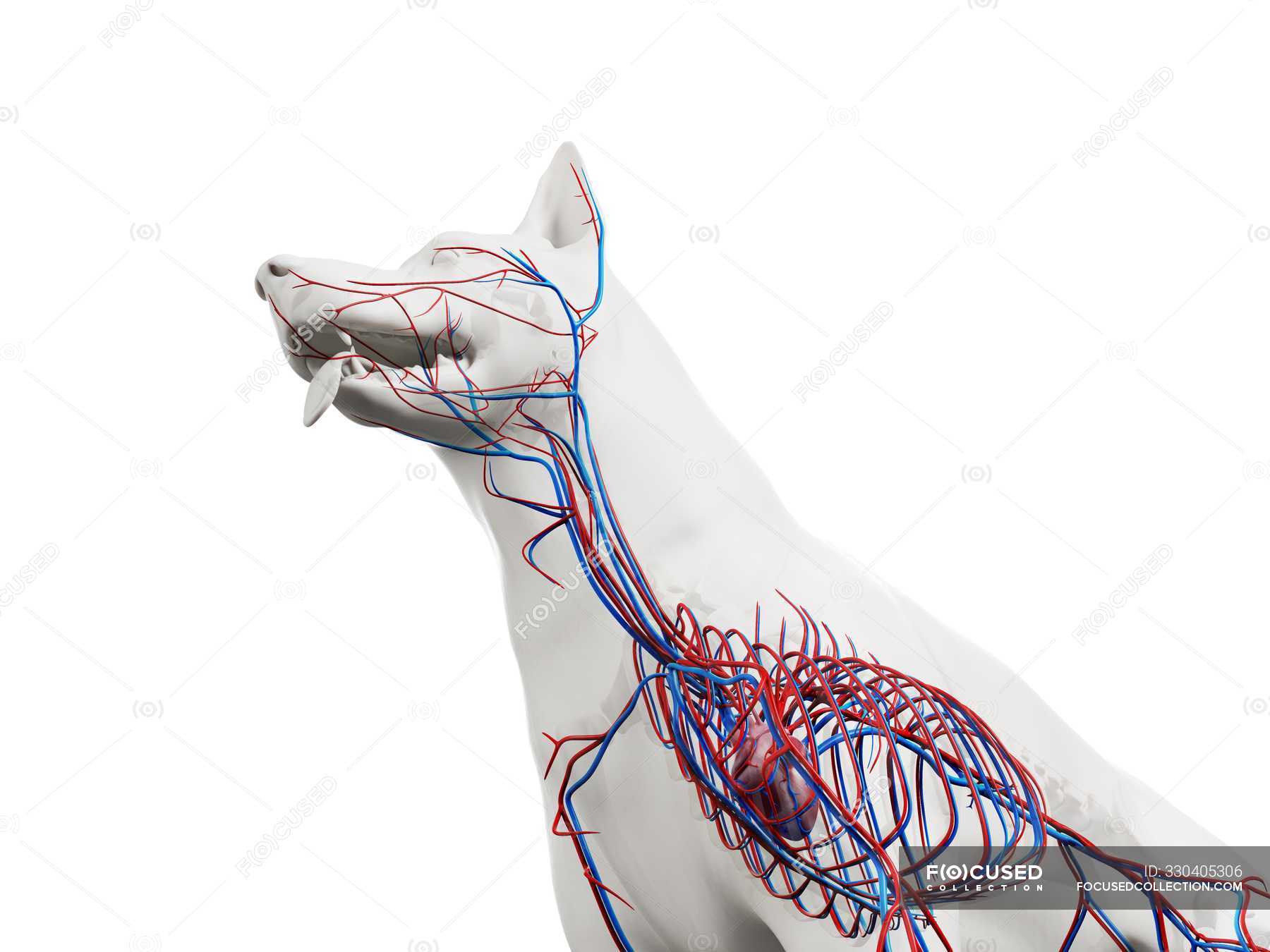 Structure Of Dog Vascular System With Colorful Blood Vessels In Transparent Body Cropped Computer Illustration Aorta Science Stock Photo 330405306