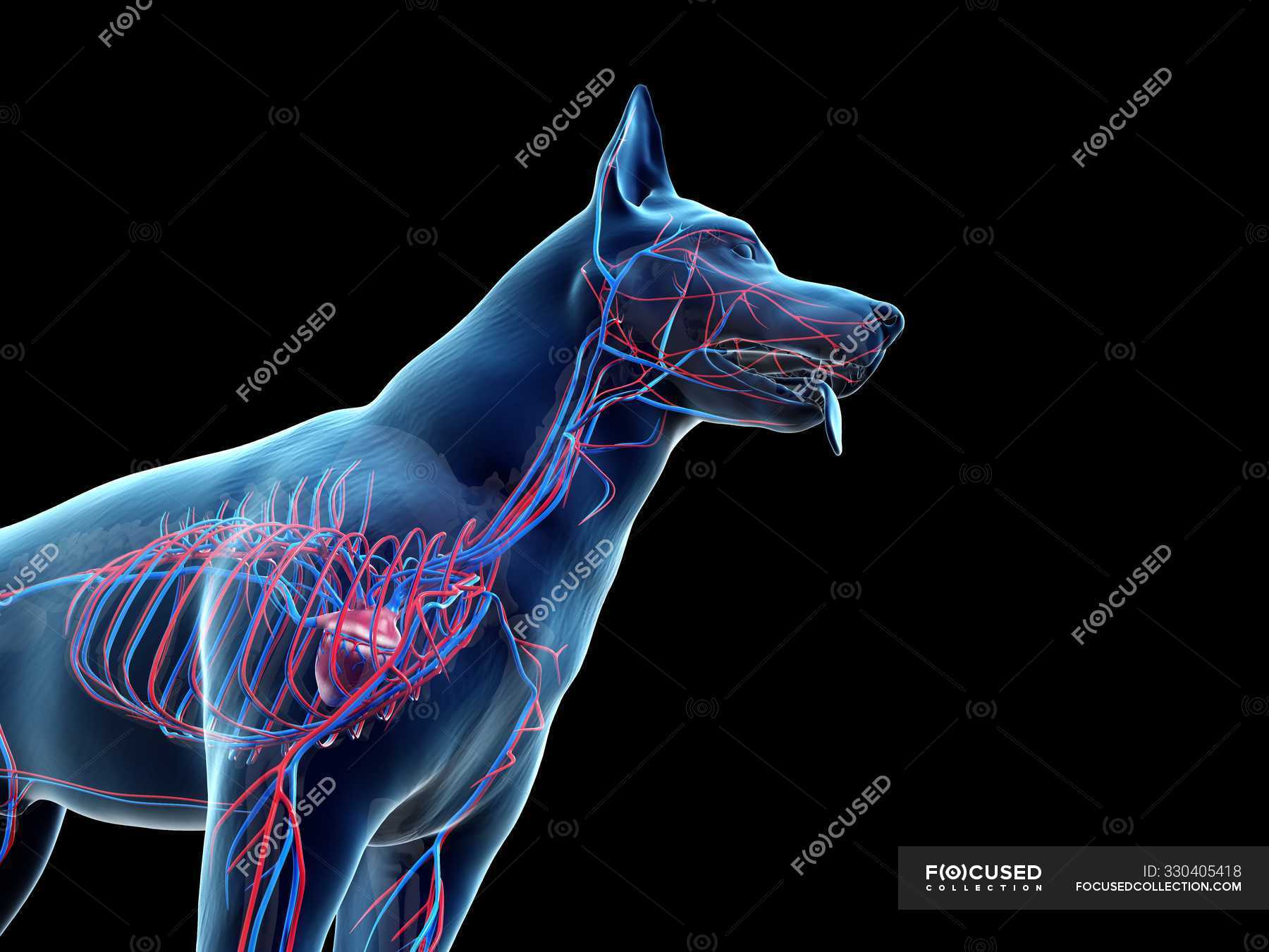 Structure of dog vascular system with colorful blood vessels in