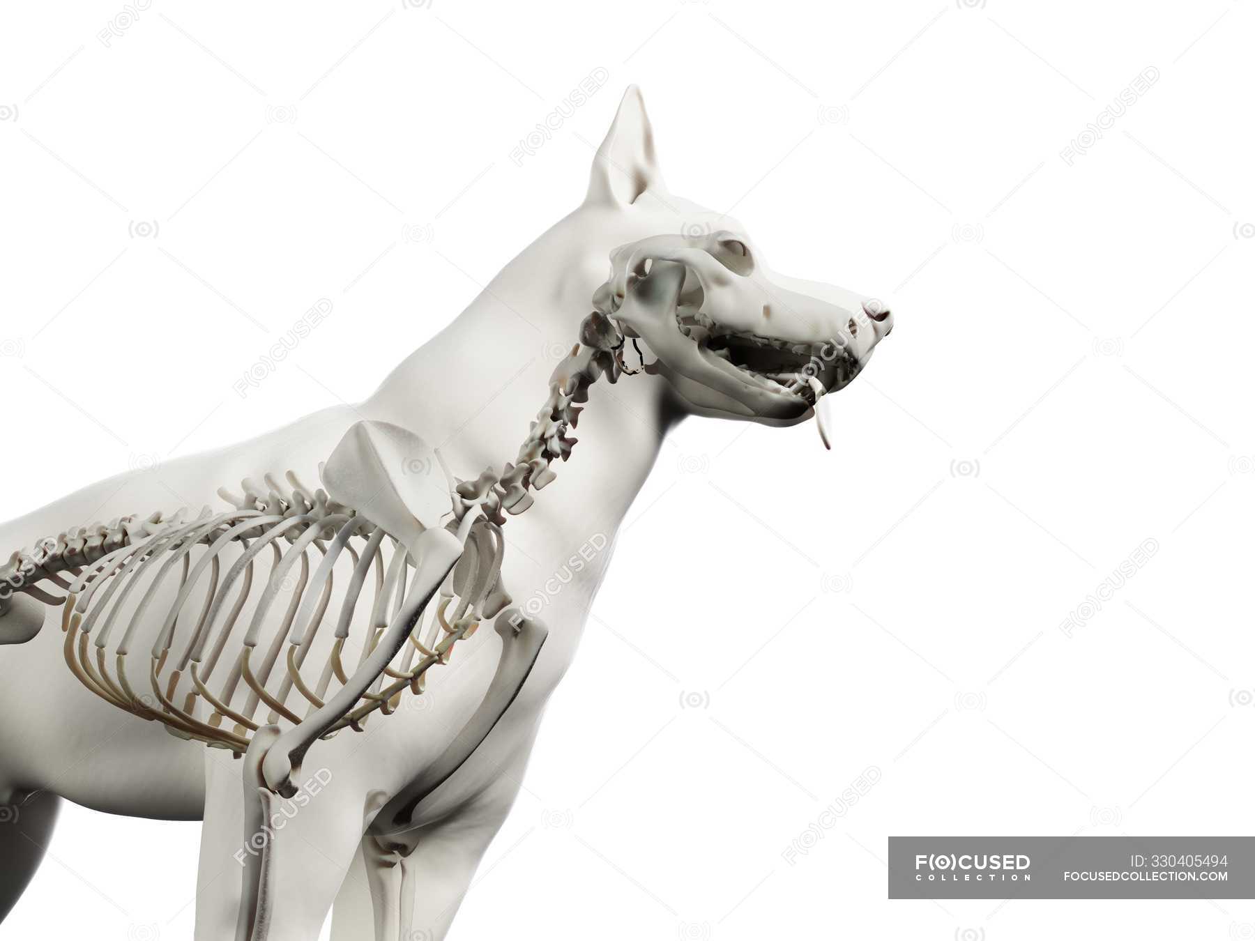 Structure of dog skeleton, cropped, computer illustration. — plain