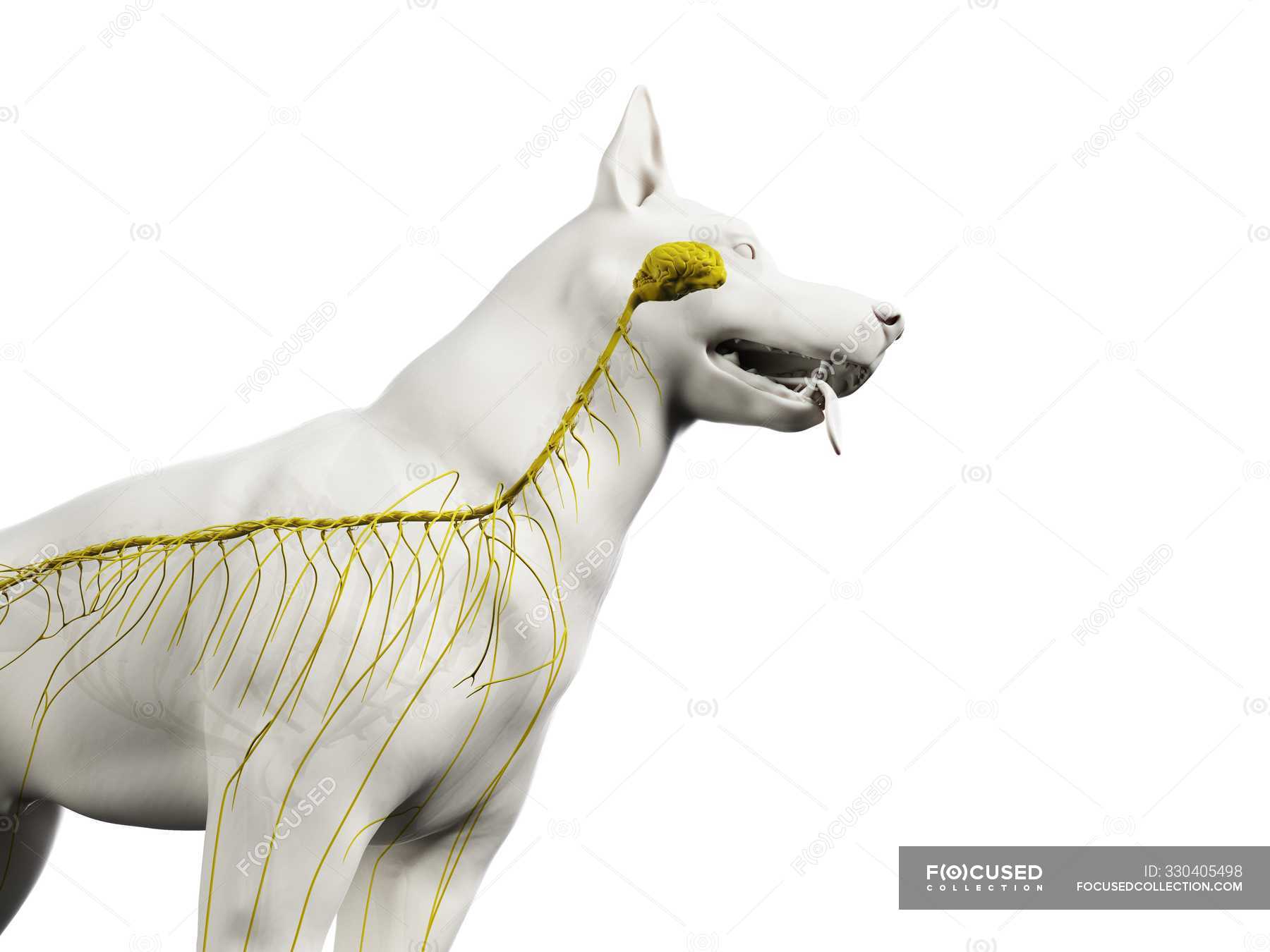 Estructura del sistema nervioso del perro,