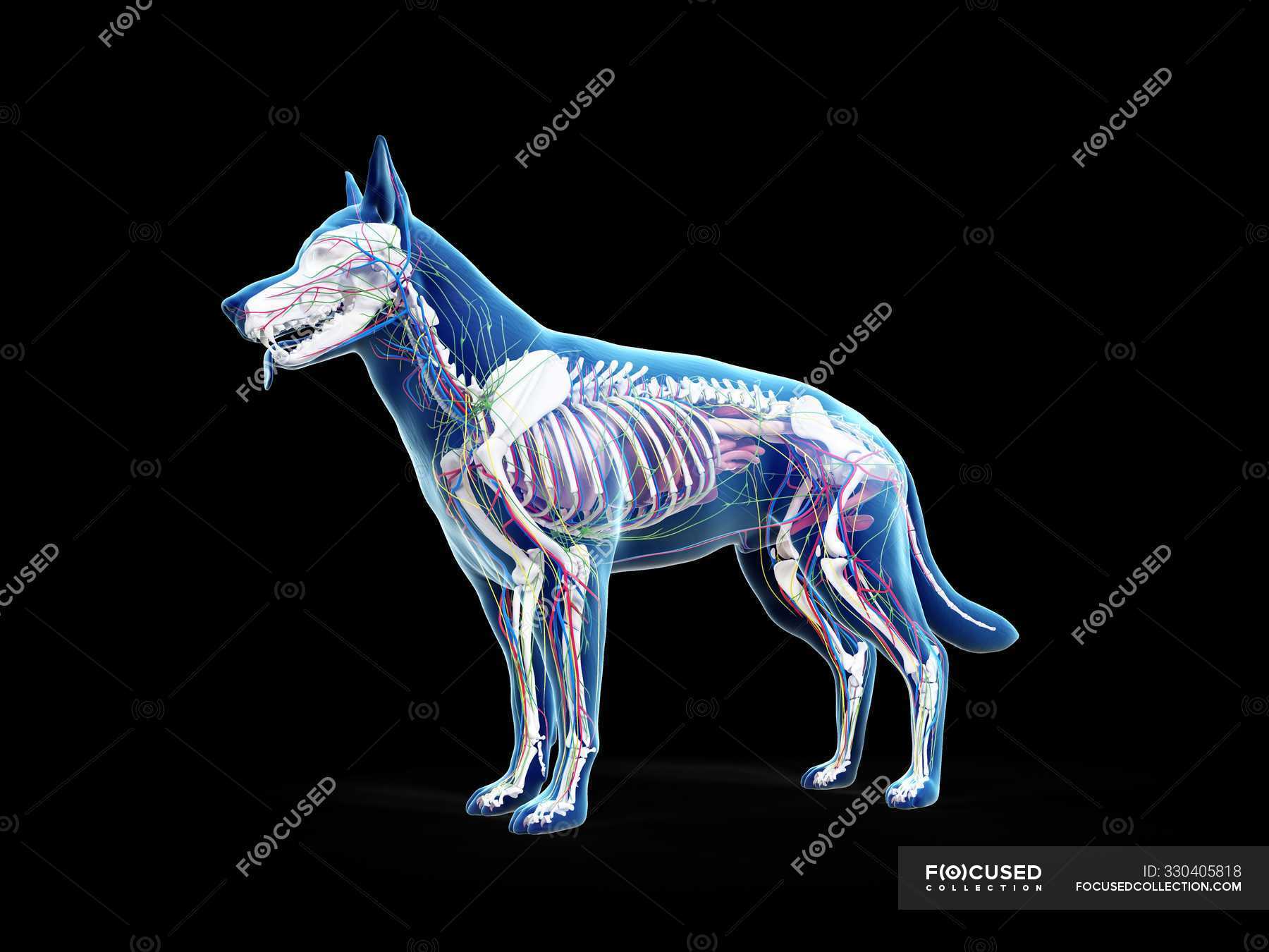 Full dog anatomy with internal organs and skeleton, digital ...