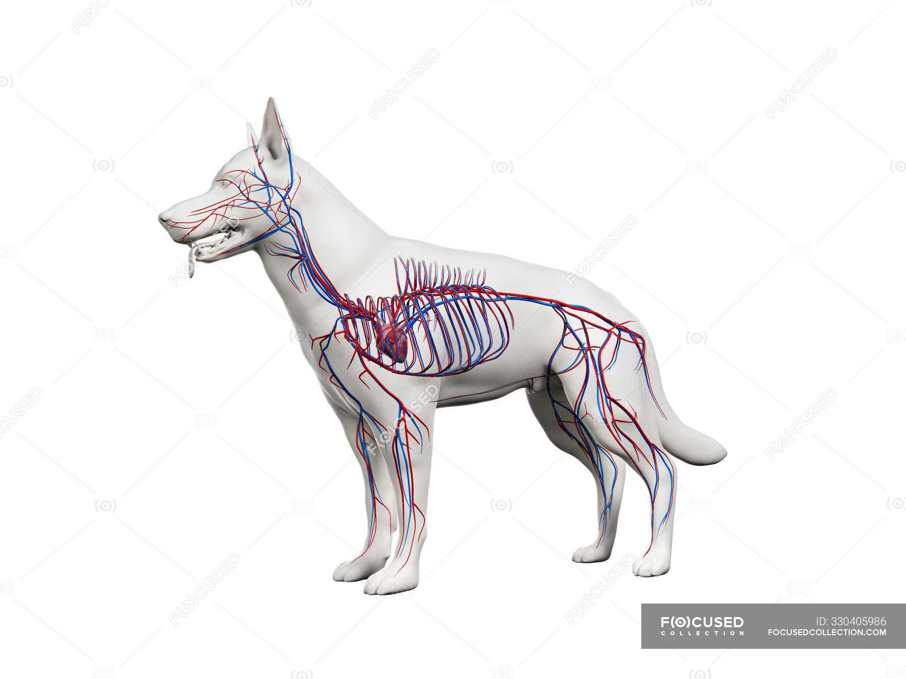 Structure of dog vascular system with colorful blood vessels in