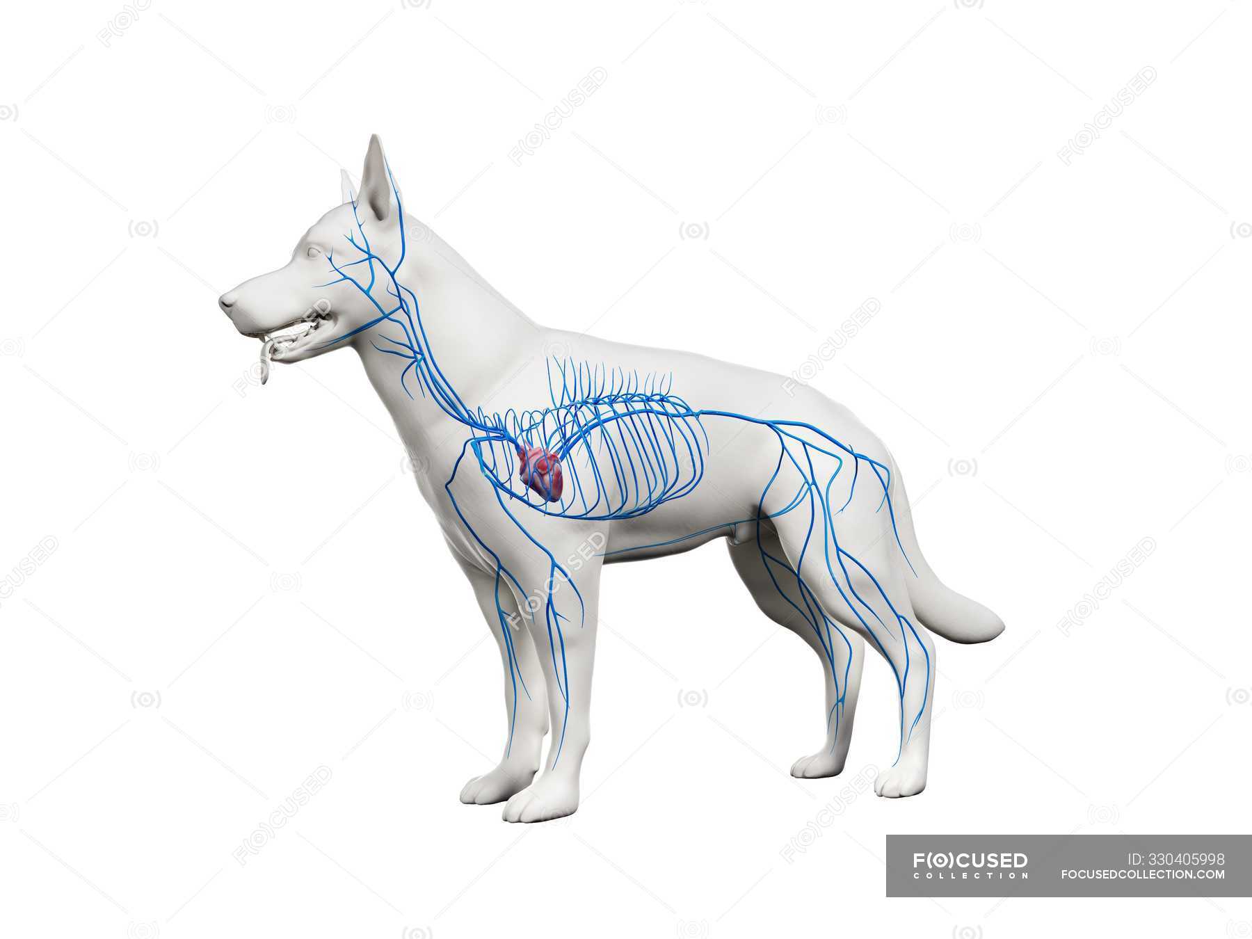 Veins In Transparent Dog Body Anatomical Computer Illustration Domesticated Structure Stock Photo 330405998