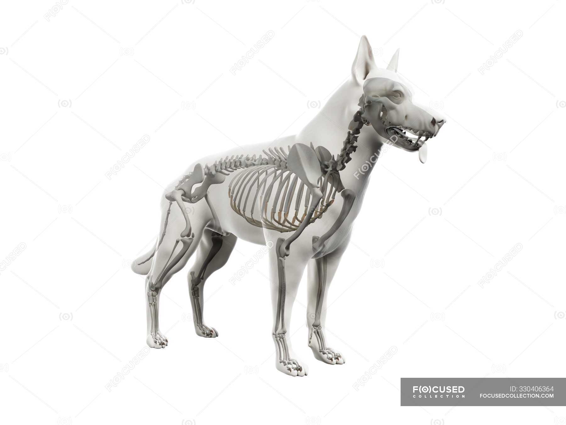 Structure of dog skeleton, computer illustration. — artwork, canine