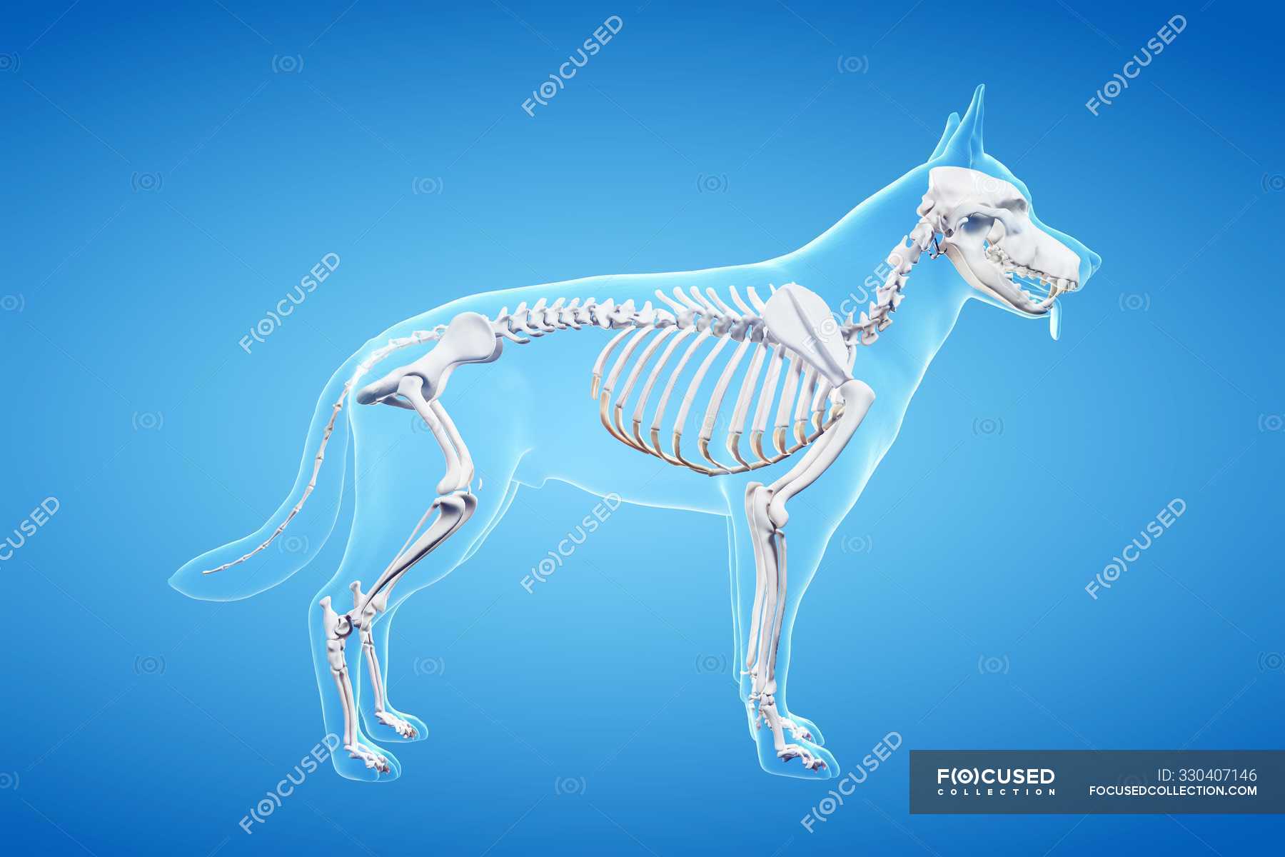 Structure of dog skeleton, computer illustration. — skeletal system