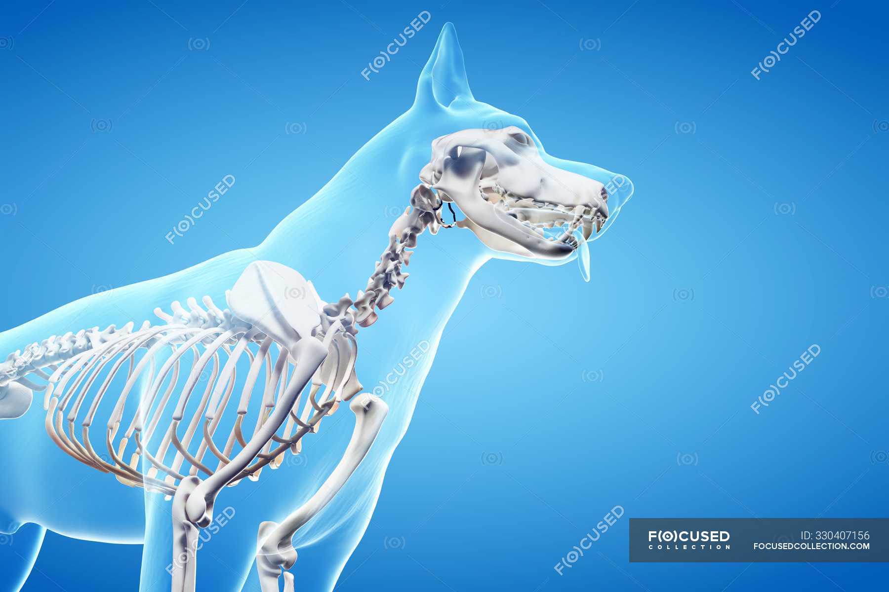 Structure of dog skeleton, cropped, computer illustration. — canine