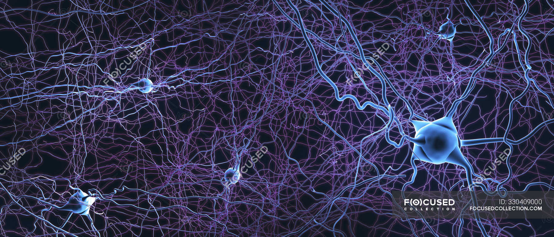 Скорость нейронов в мозге. Нейроны фон Экономо. Нейроны мозга. Нейронная сеть мозга. Нейронные клетки мозга.