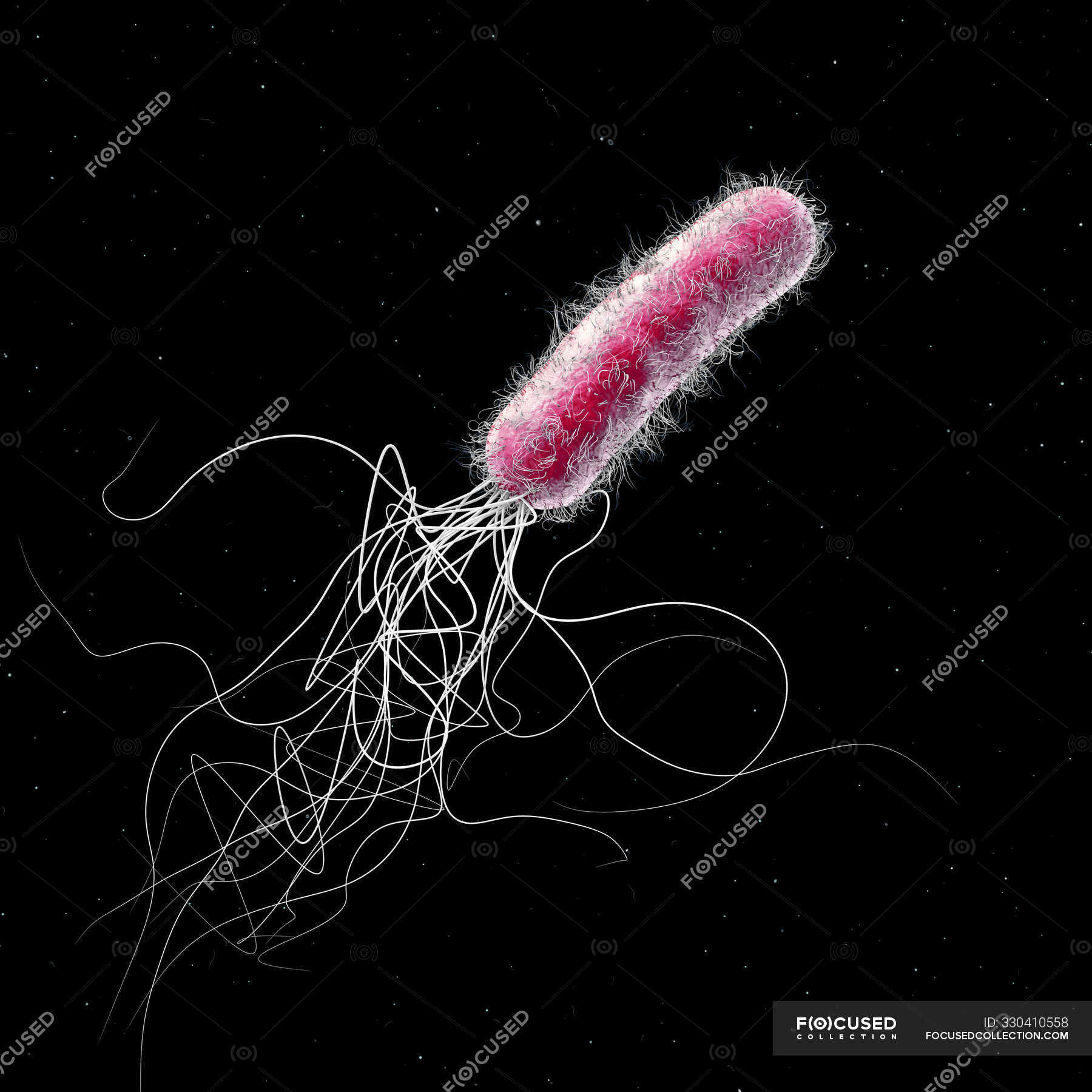 Antibiotic resistant Pseudomonas aeruginosa bacterium, digital 3d