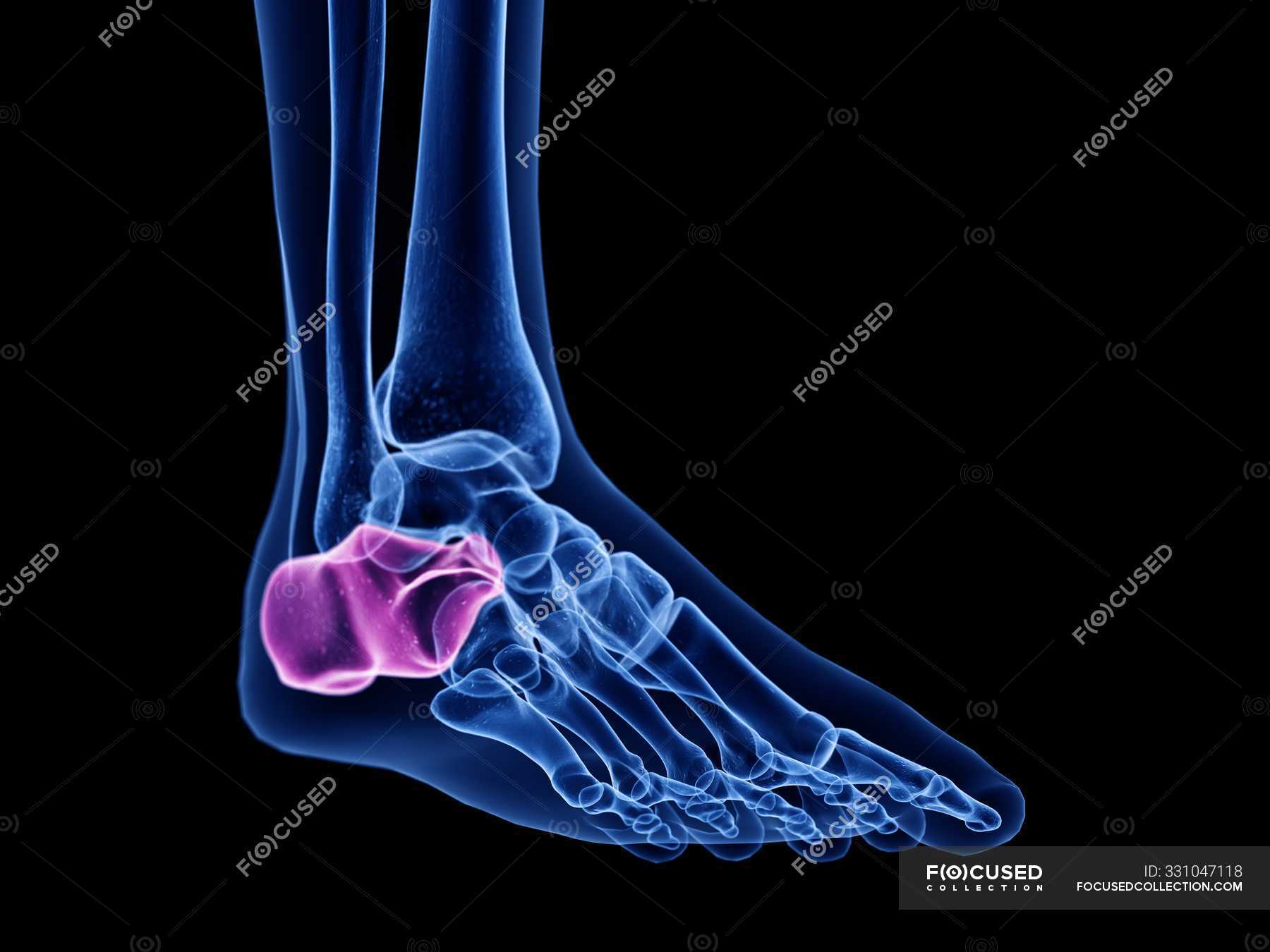 Calcaneus bone in transparent human body, computer illustration