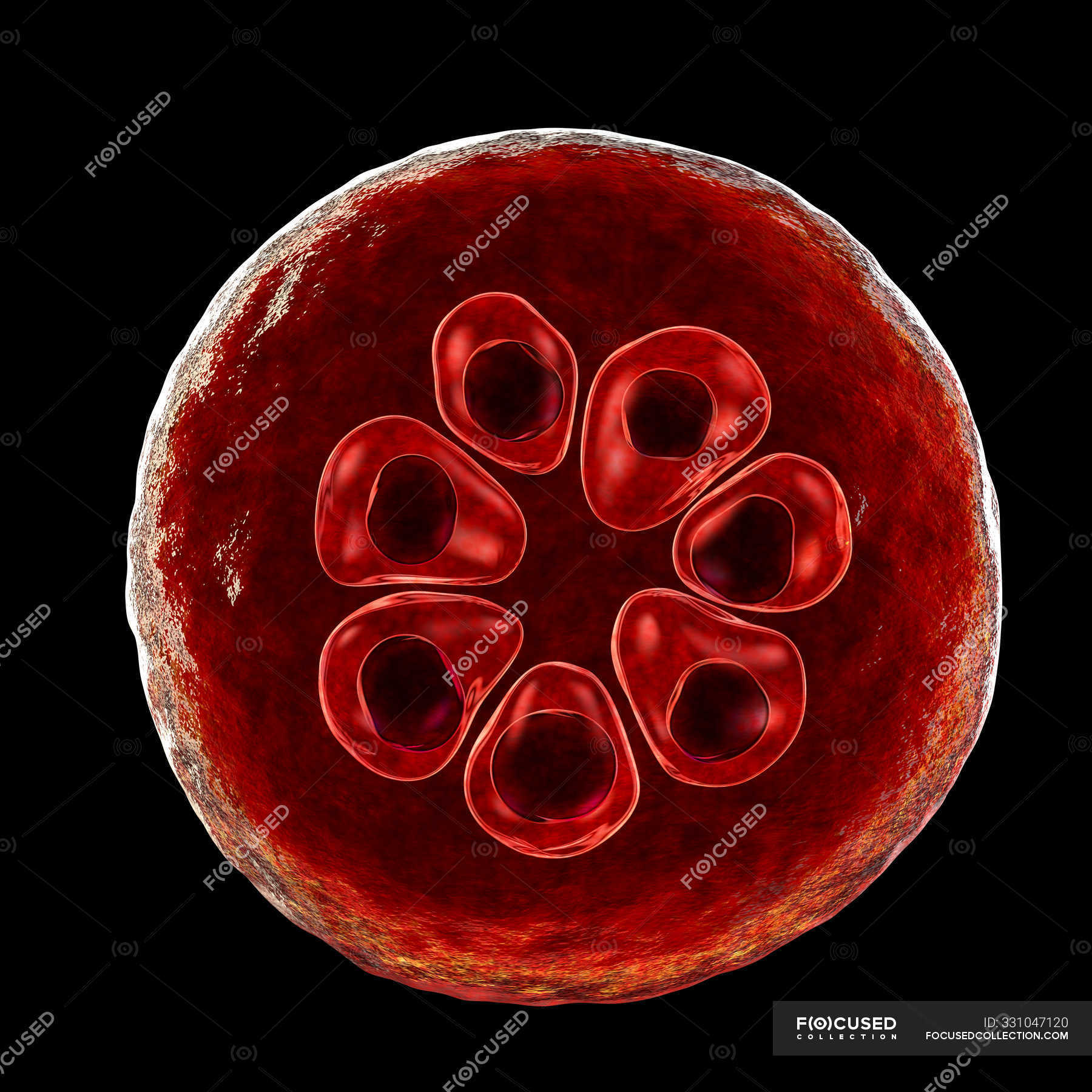 Plasmodium malariae protozoan parasite, digital illustration ...