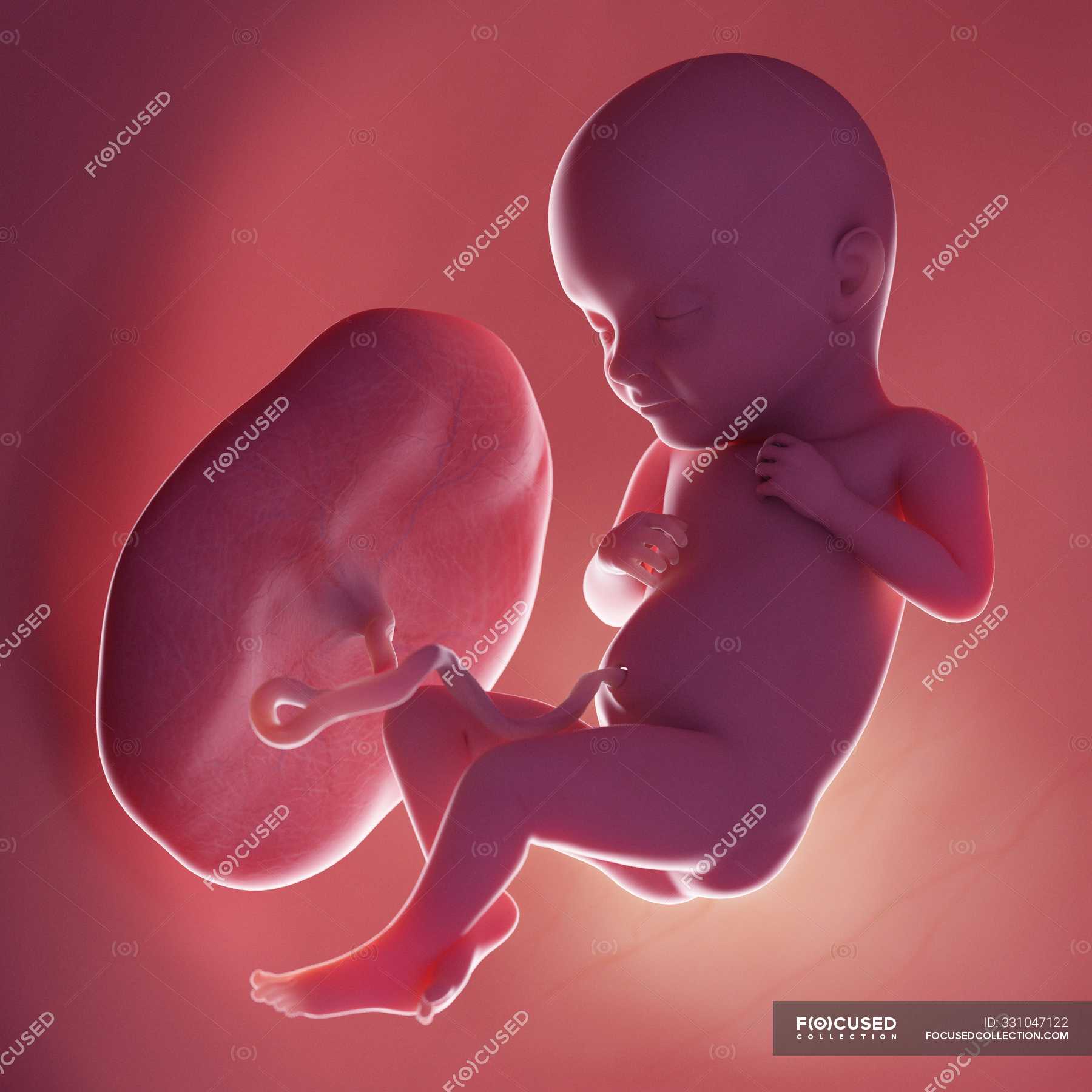 Эмбрион человека 32 неделе