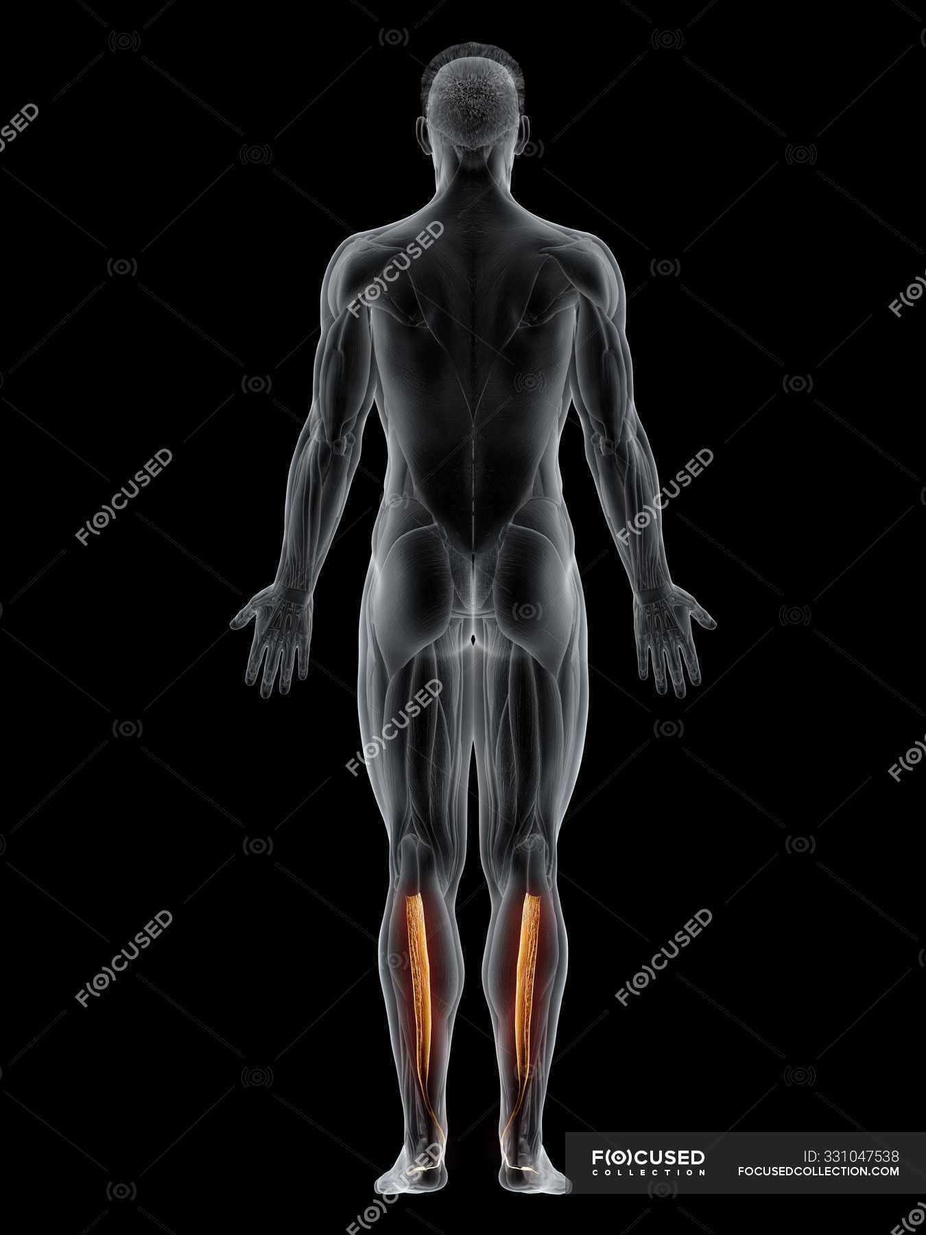 Männlicher Körper mit sichtbarem farbigen hinteren TibialisMuskel