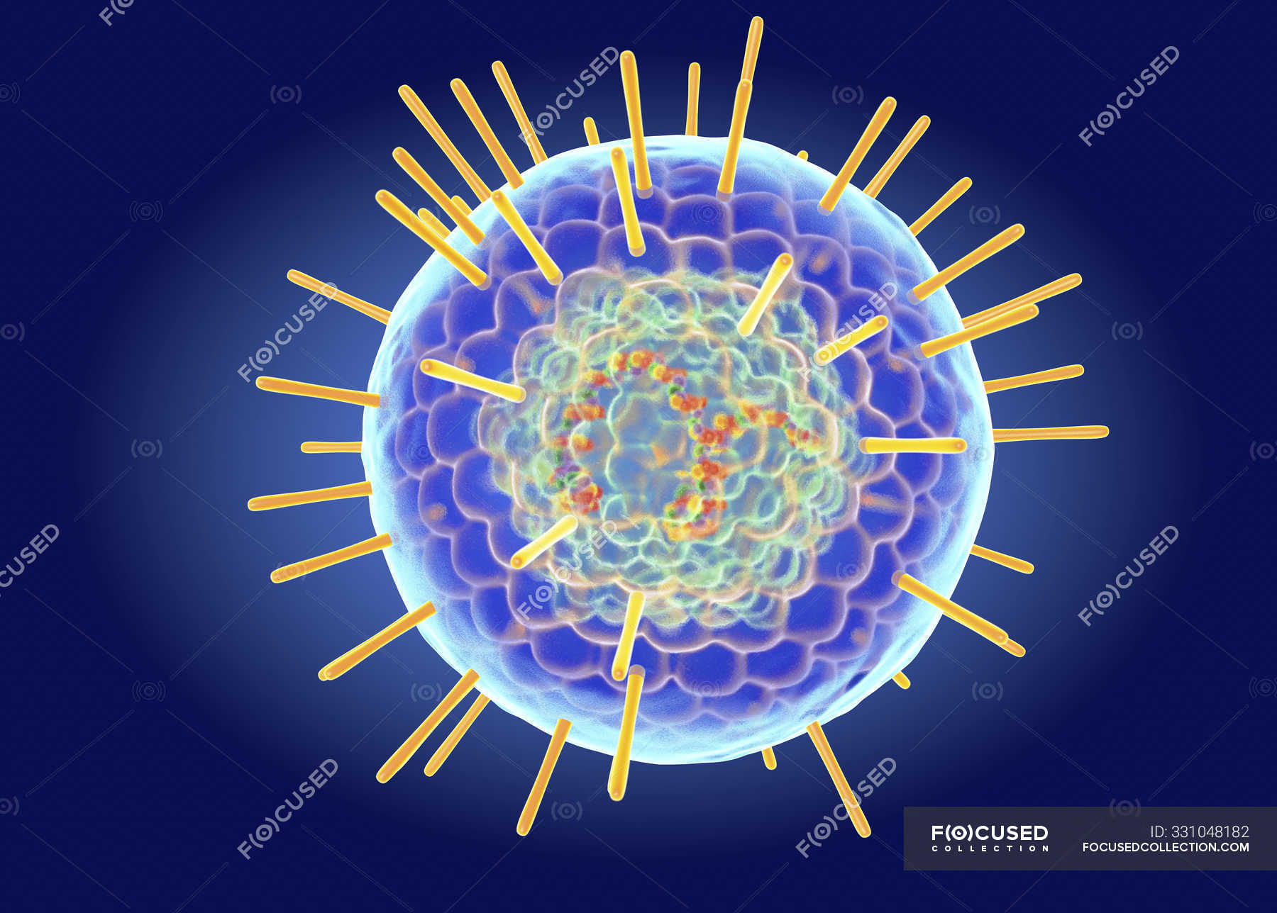 herpes-simplex-virusstruktur-digitale-illustration-blauer