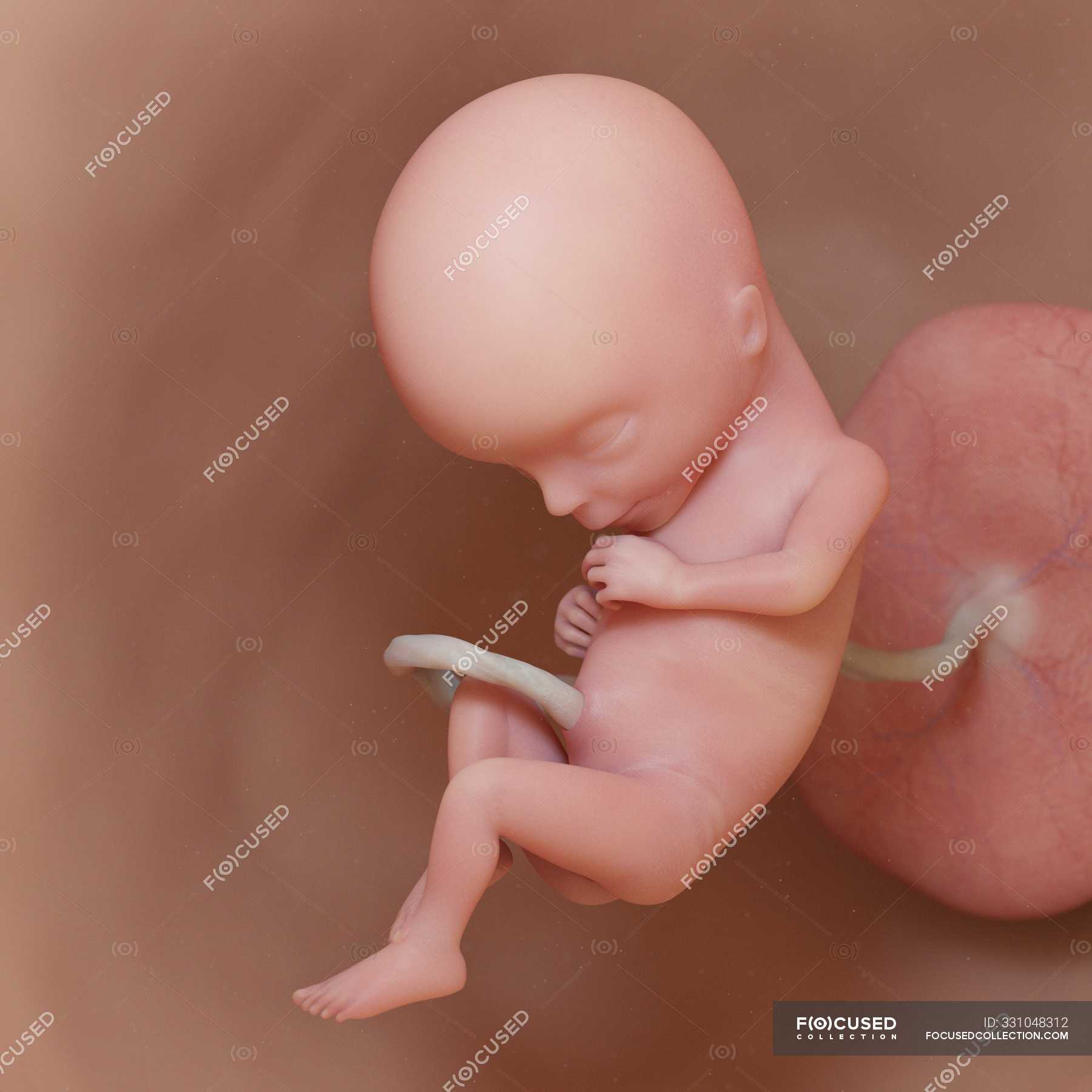 Роды 15 недель. Эмбрион человека 14 недель. Эмбрион человека 15 недель.