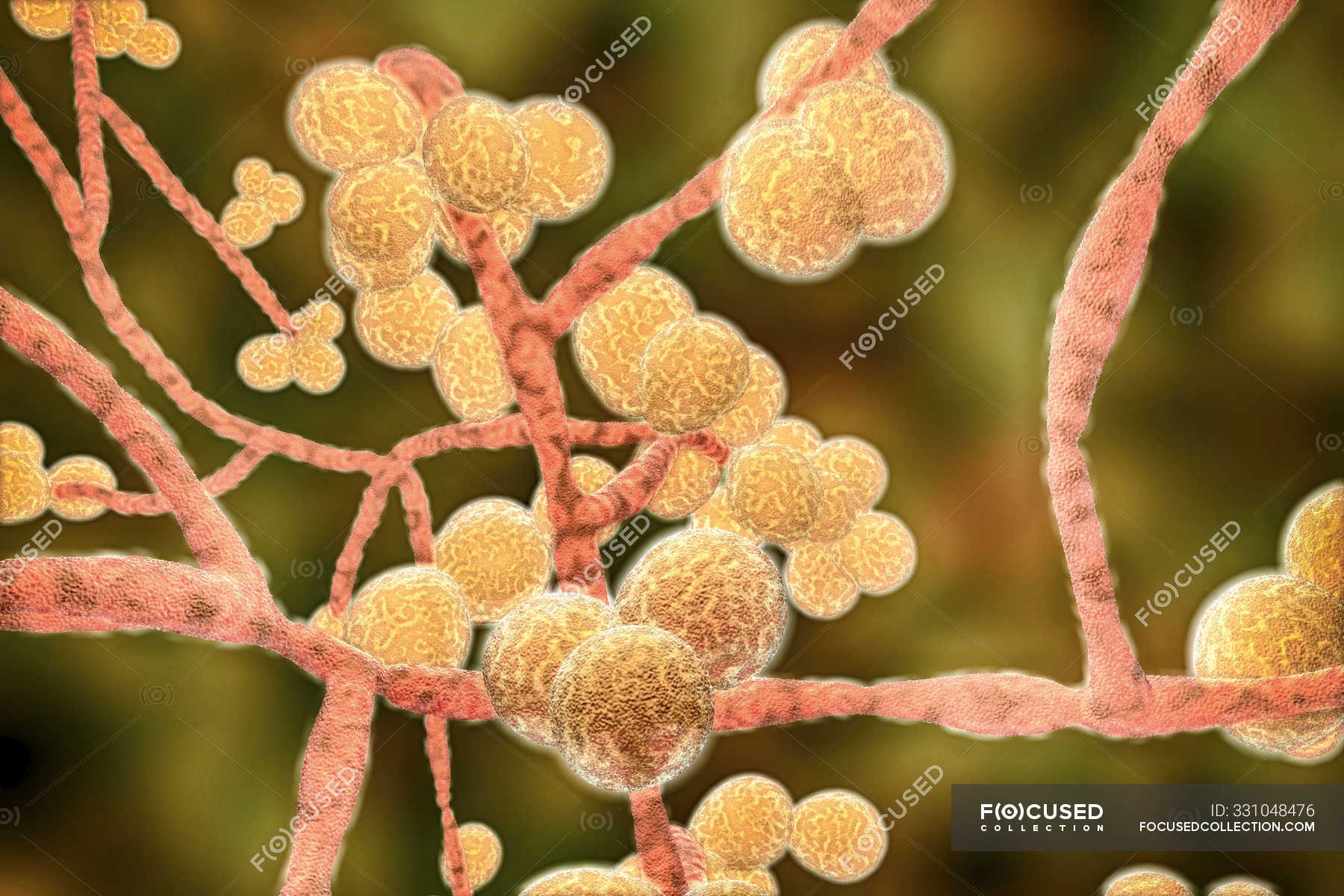Computer illustration of unicellular yeast fungus Candida auris