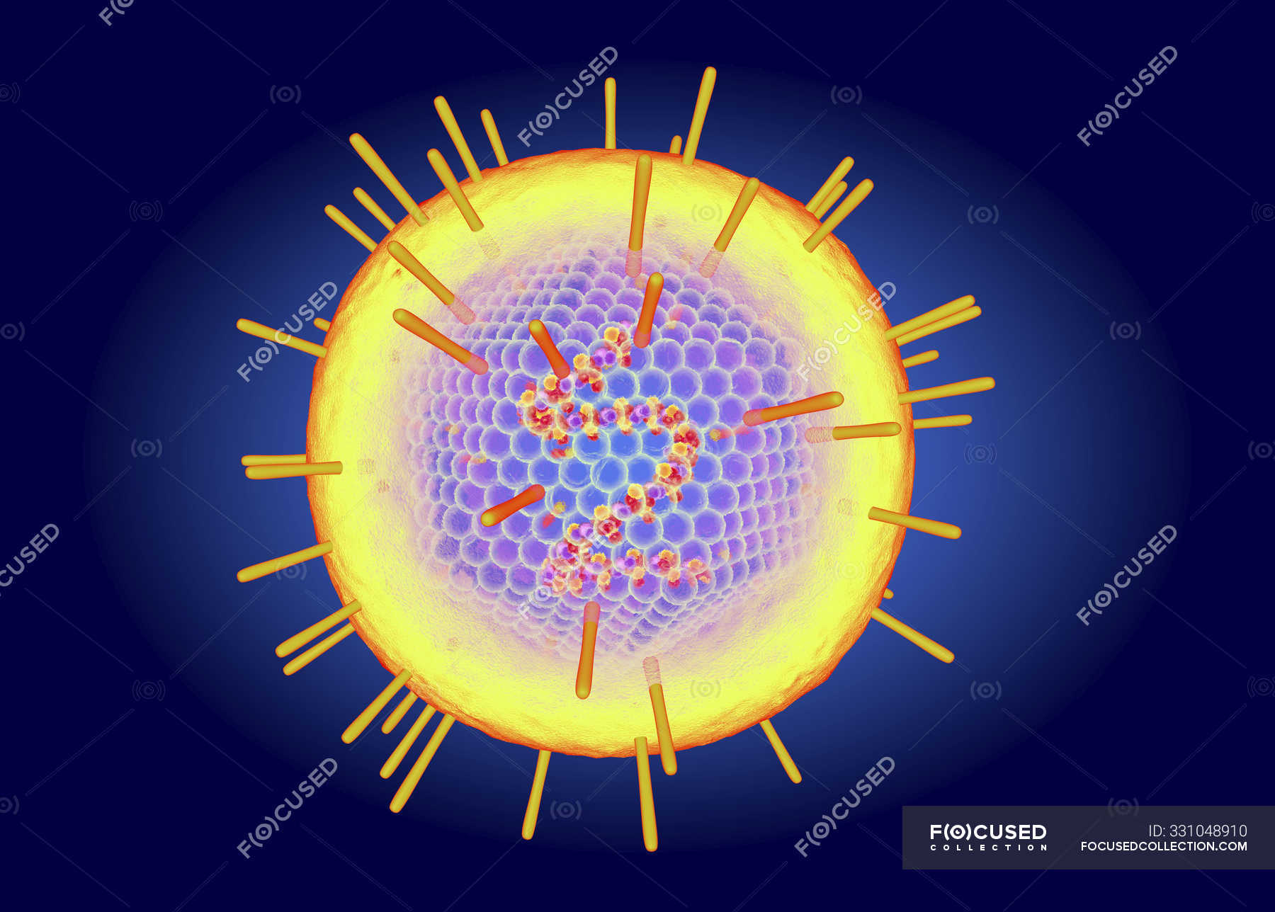 Epstein Barr Virus Struktur, Digitale Illustration. — Krebs, Glandular ...