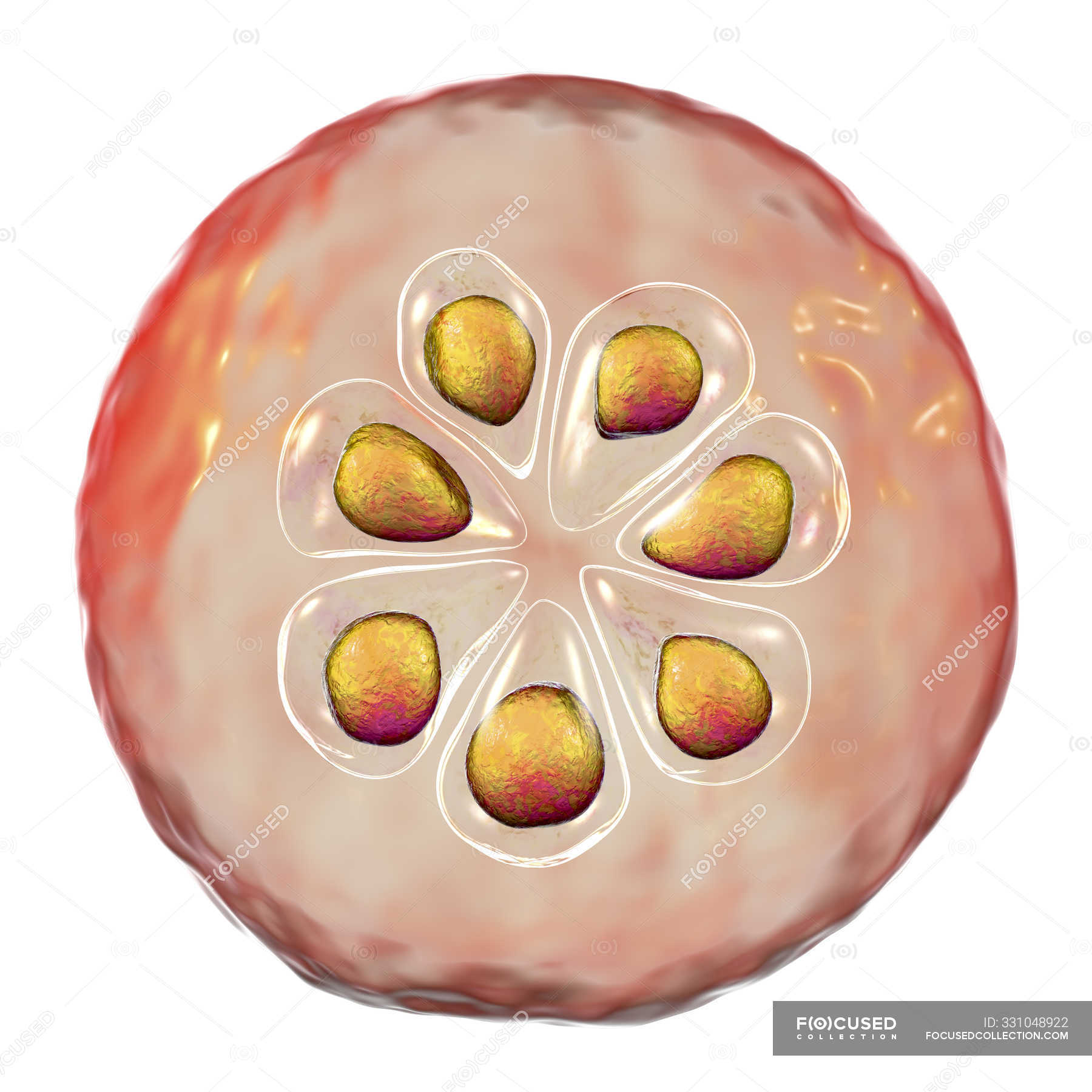 Plasmodium malariae protozoan parasite, digital illustration