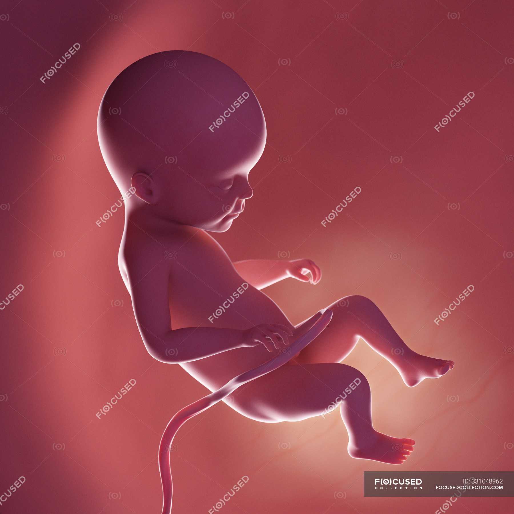 Human Fetus At Week 22 Realistic Digital Illustration Baby Medicine Stock Photo 331048962