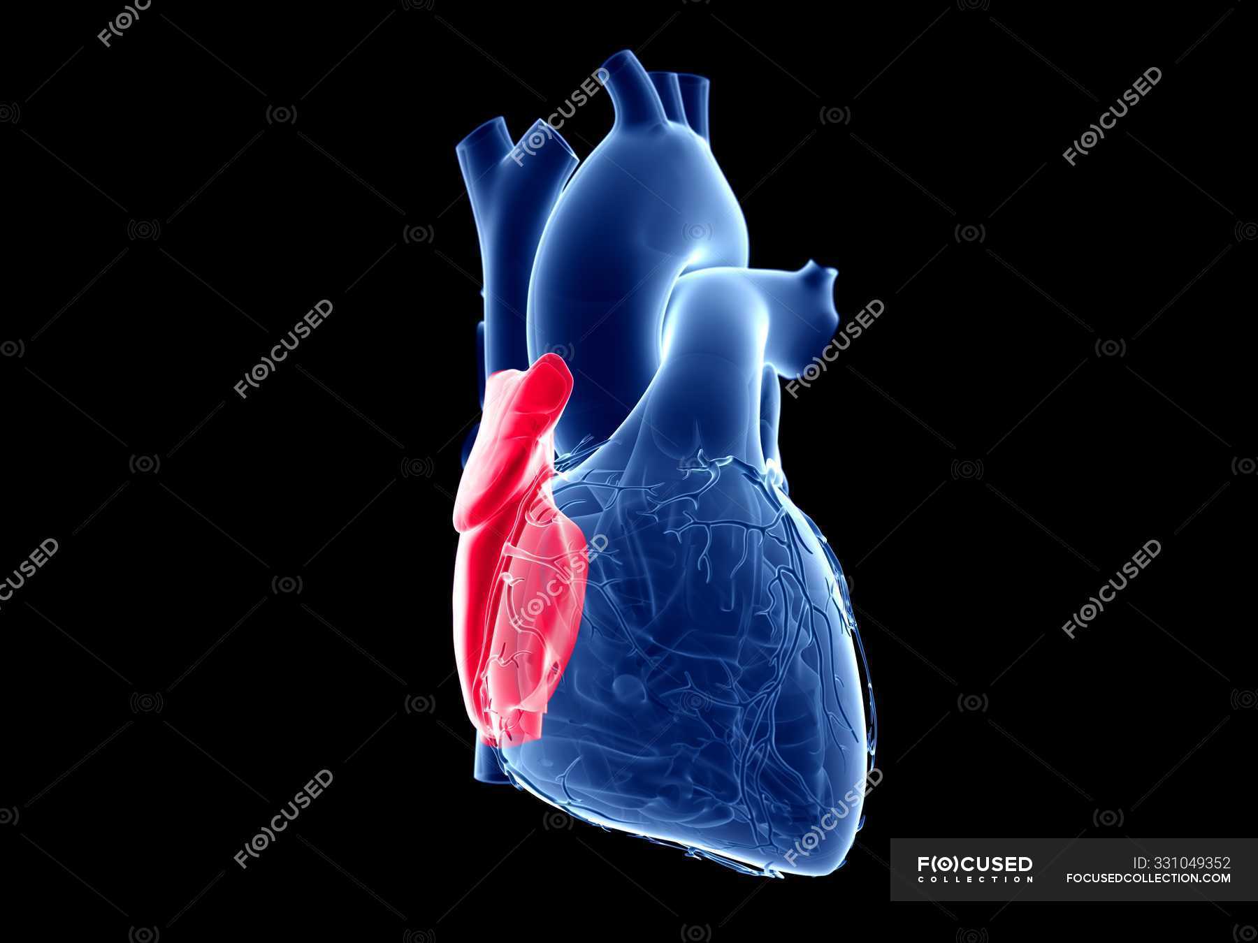 Human heart with colored right atrium, computer illustration. — 3d ...