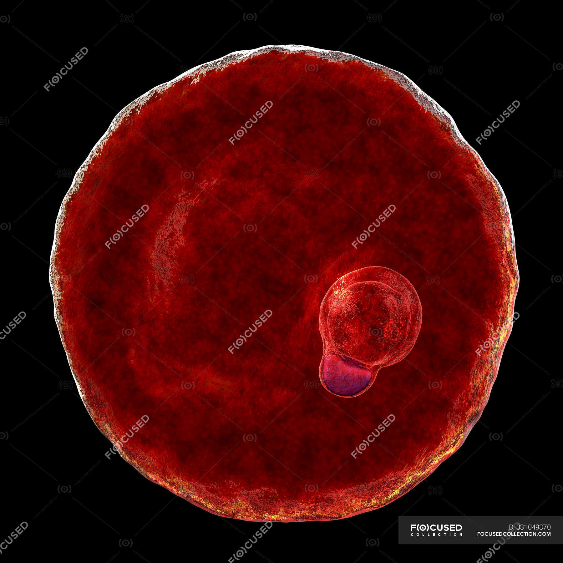 Plasmodium malariae protozoan parasite, digital illustration ...