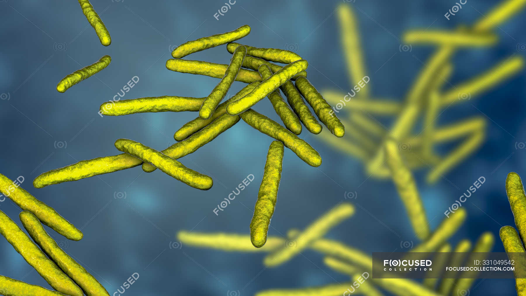 Лепра возбудитель mycobacterium leprae. Микроорганизм возбудитель проказы. Лепра возбудитель mycobacterium leprae. Микобактерии лепры микробиология. Mycobacterium leprae микробиология.