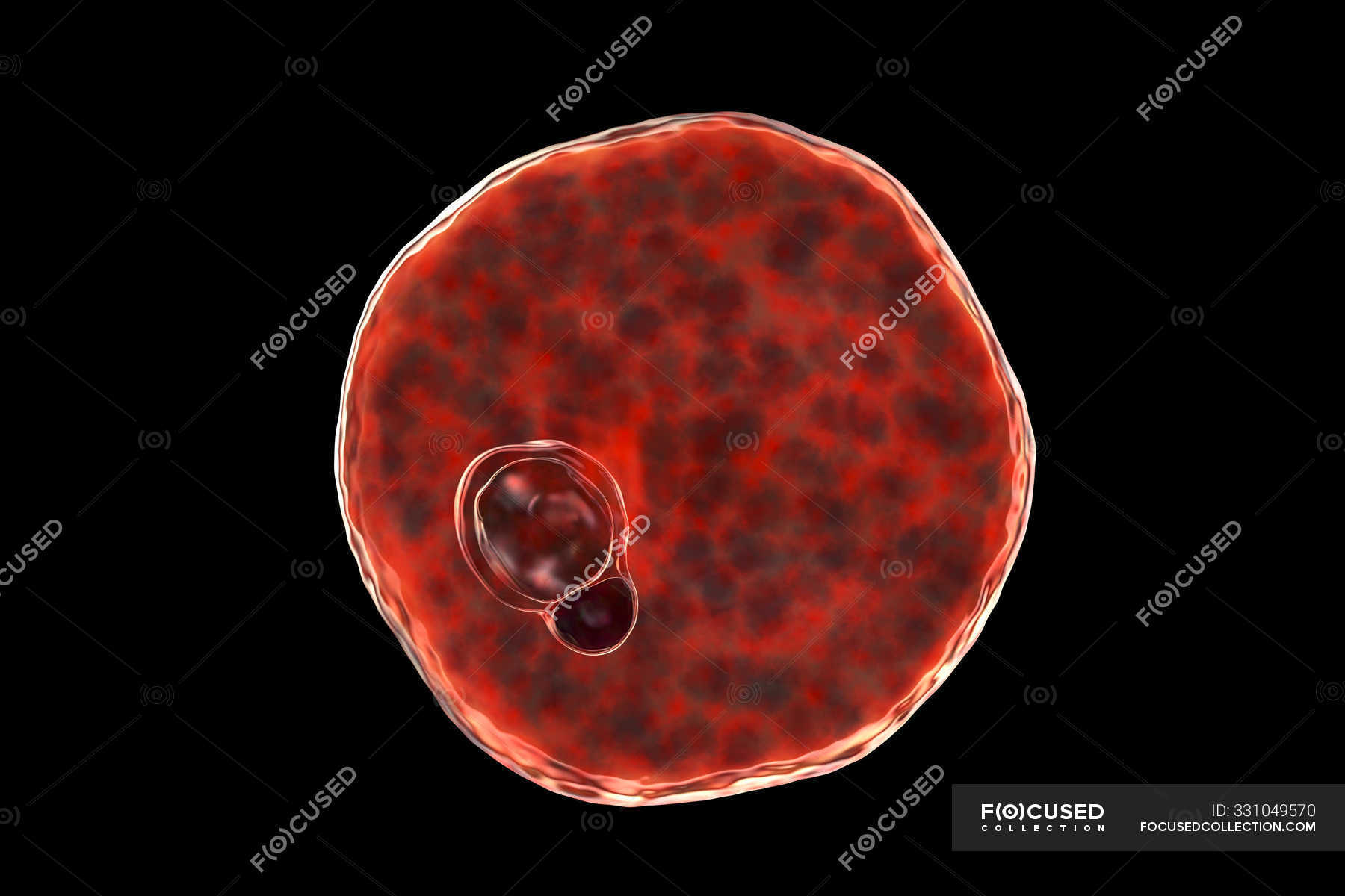 Plasmodium Vivax Protozoan, Computer Illustration. — Disorder, Disease 