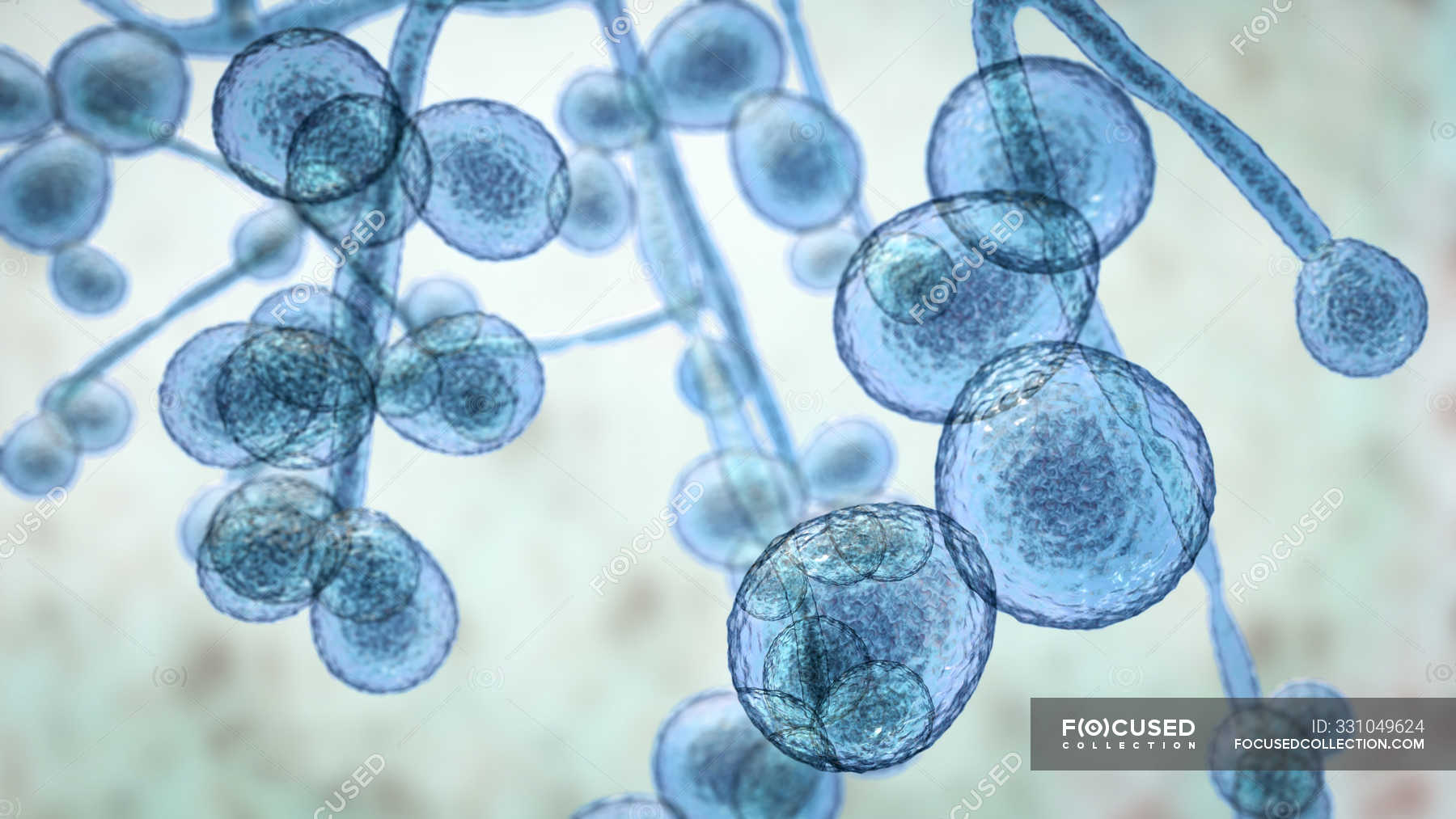 3d digital illustration of unicellular yeast fungus Candida auris