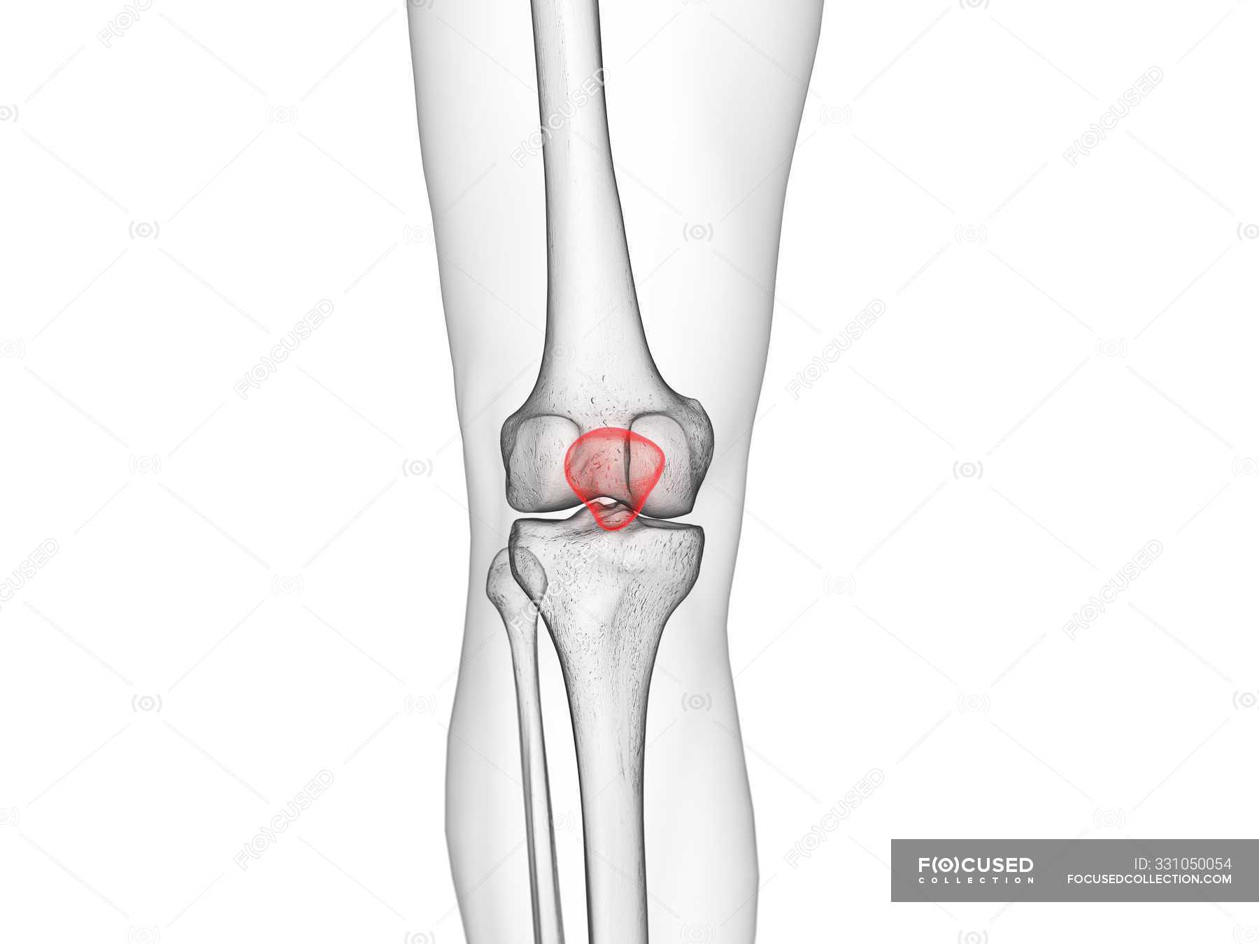 knee cap skeleton