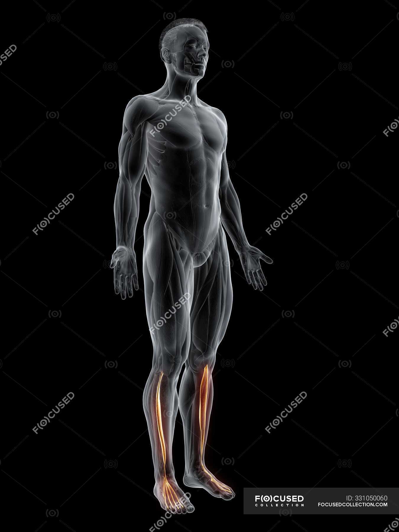 Abstract Male Figure With Detailed Extensor Digitorum Longus Muscle Computer Illustration