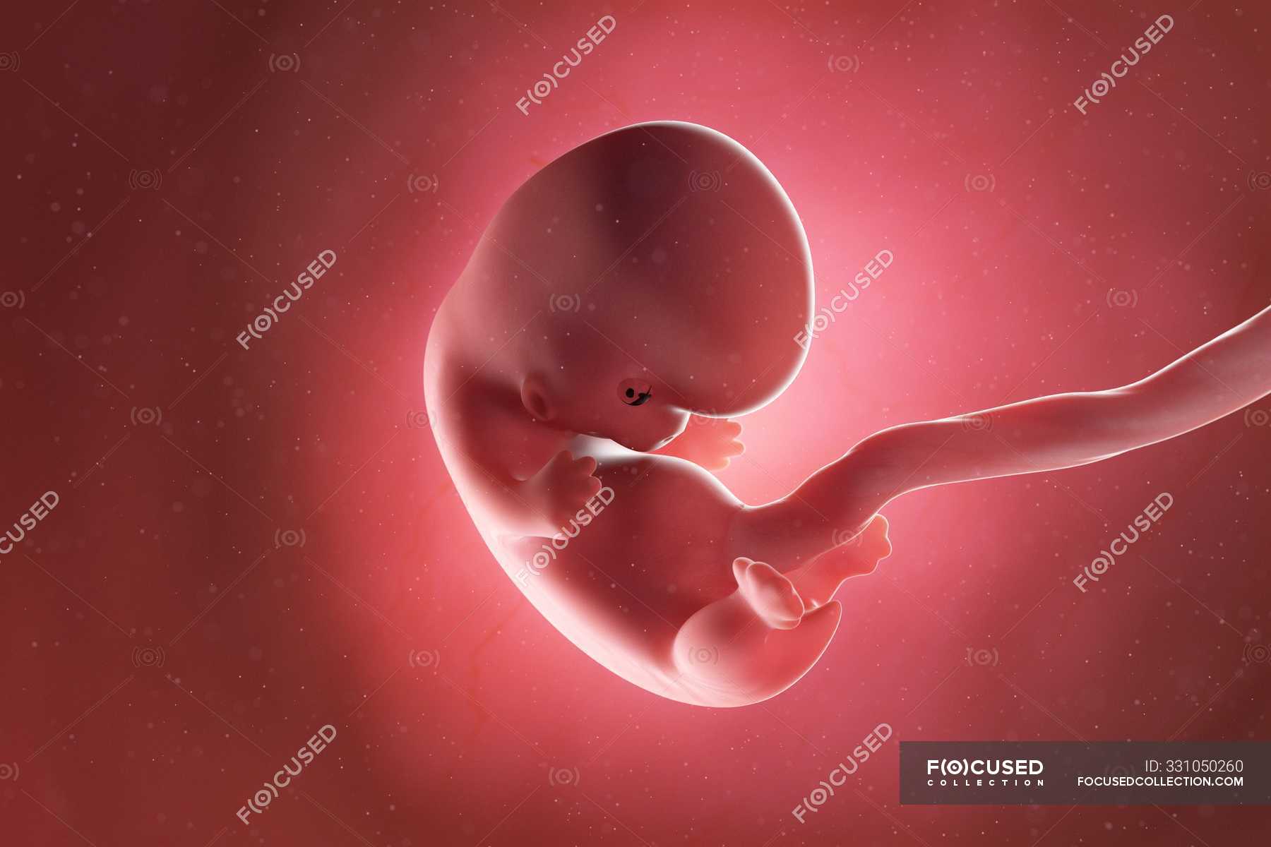 Human Embryo 1 Week