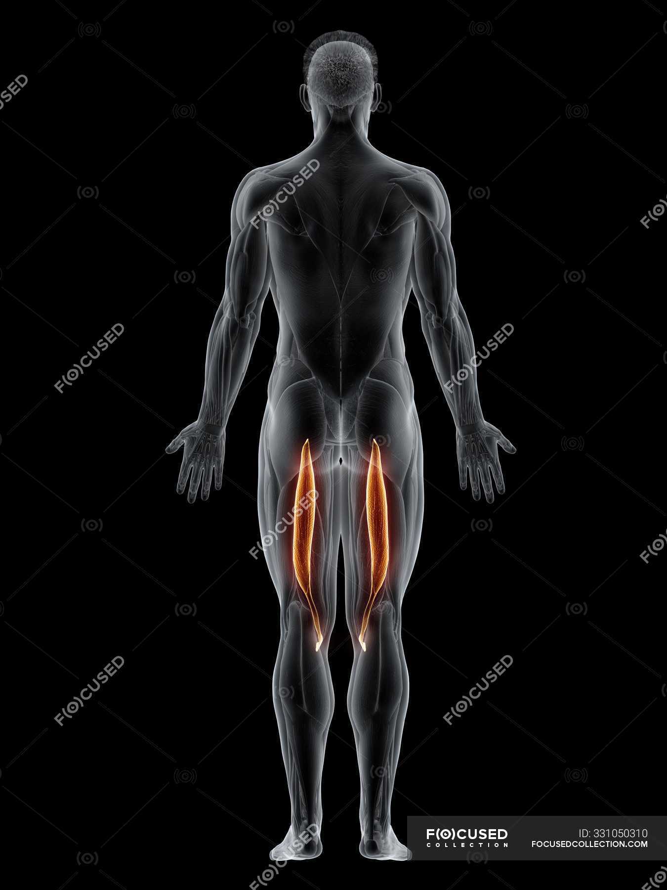 Male Body With Visible Colored Semitendinosus Muscle Computer Illustration — Biological Rear 8199