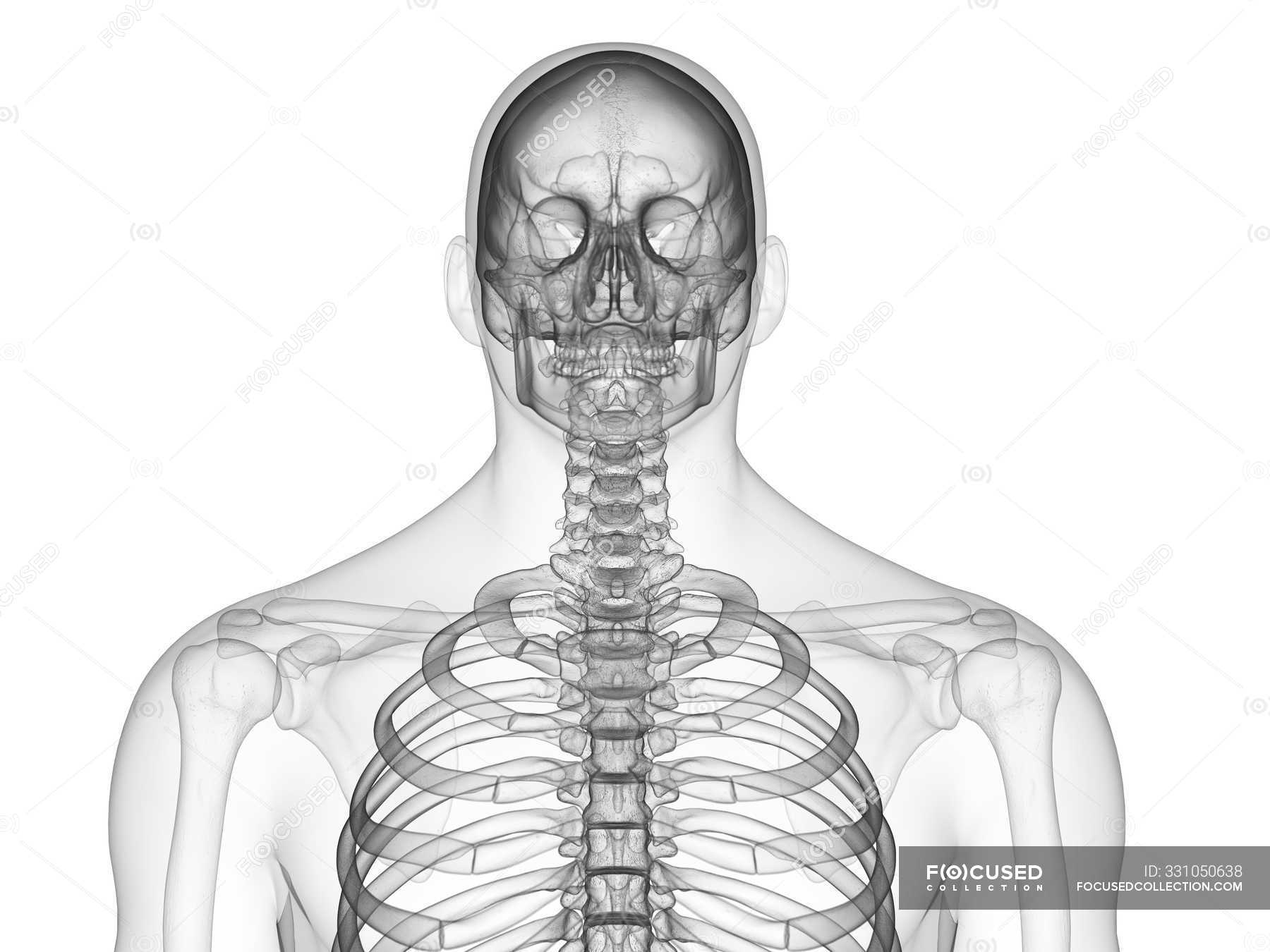 Upper body bones of male human body, digital illustration. — vertebral ...