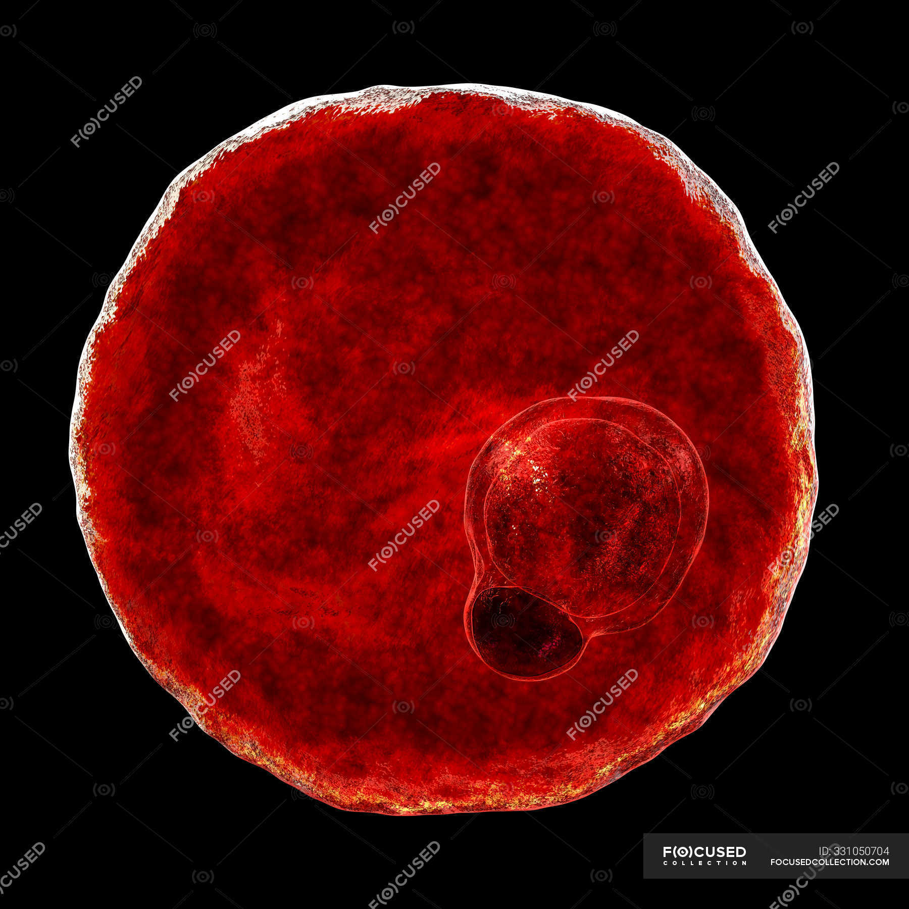 Plasmodium vivax protozoan, computer illustration. — anopheles, disease ...