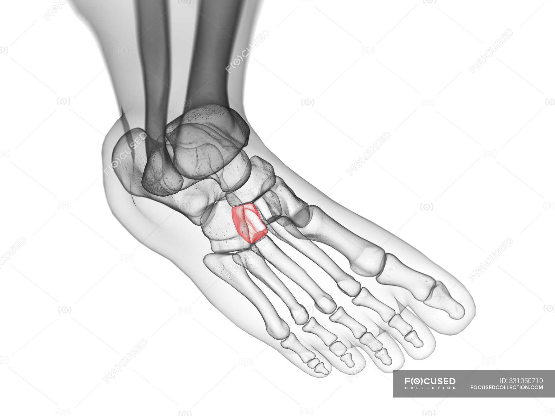 Lateral cuneiform bone detailed in human body, computer illustration ...