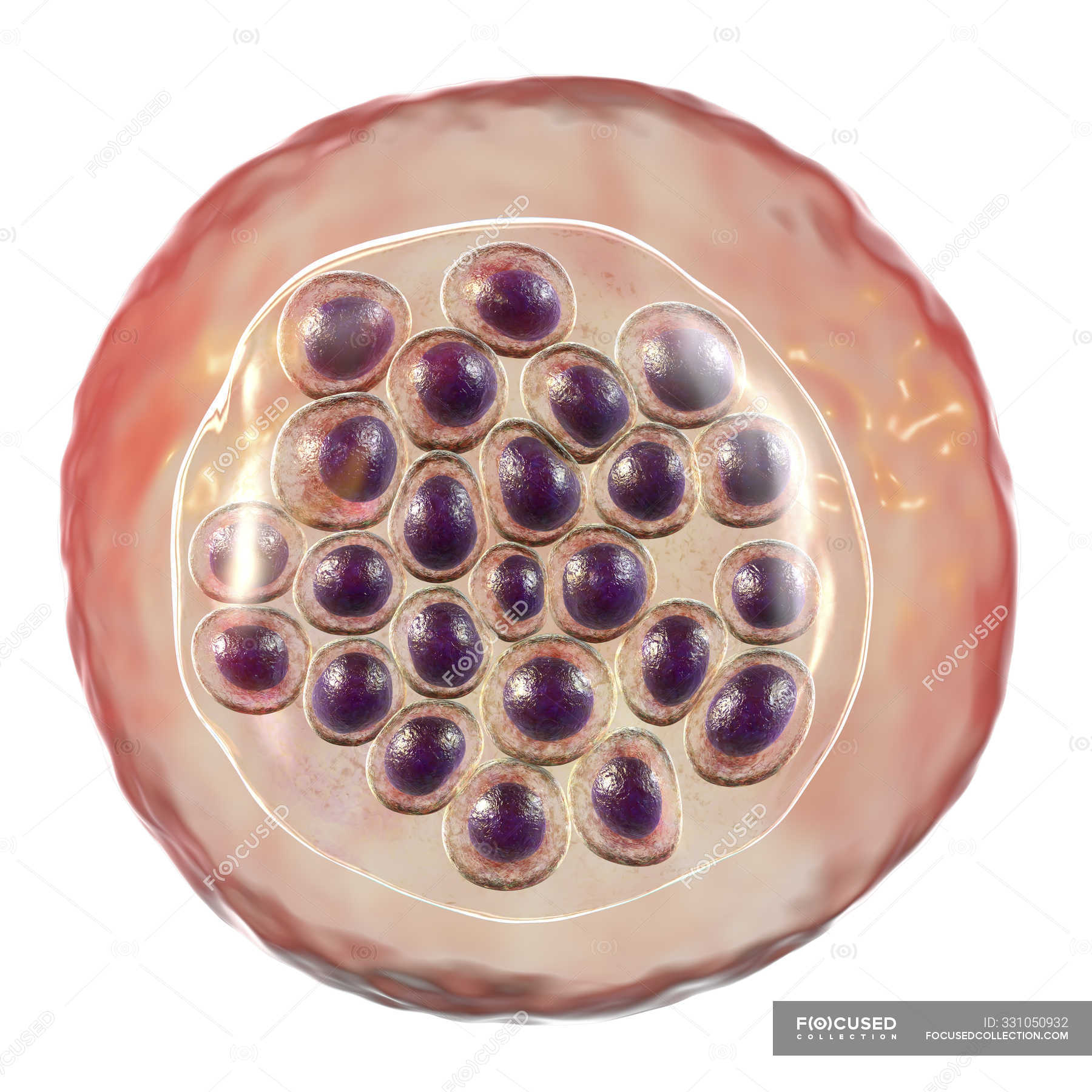 Protozoen Plasmodium Falciparum Erreger Der Tropischen Malaria Digitale Illustration Wei Er