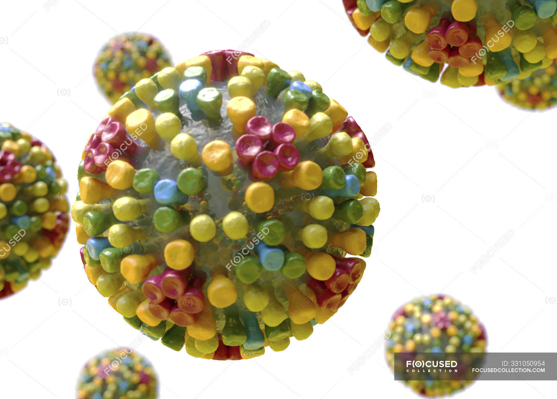 Bluetongue virus structure, digital illustration. — sickness, cattle