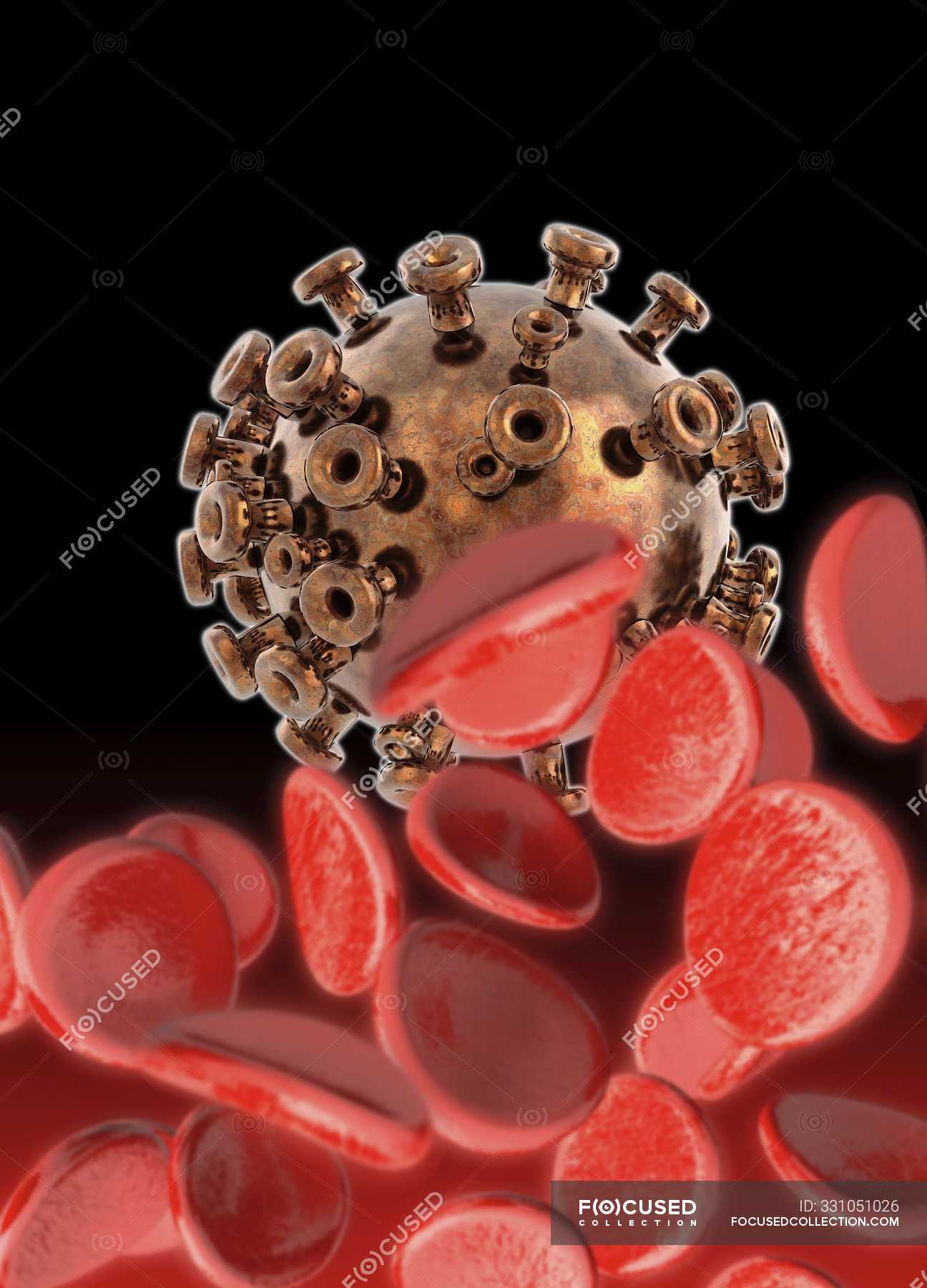 Wie Lange überleben Hiv Viren Im Blut An Der Luft Hiv Human Immunodeficiency Virus im Blut, digitale Illustration