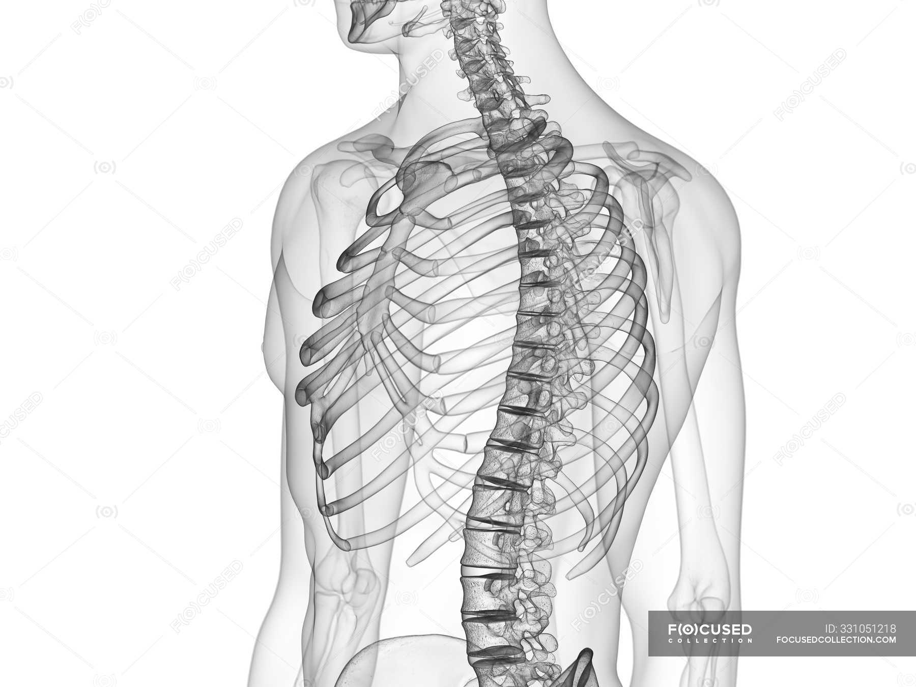 Thorax bones in x-ray digital illustration of human body. — thoracic ...