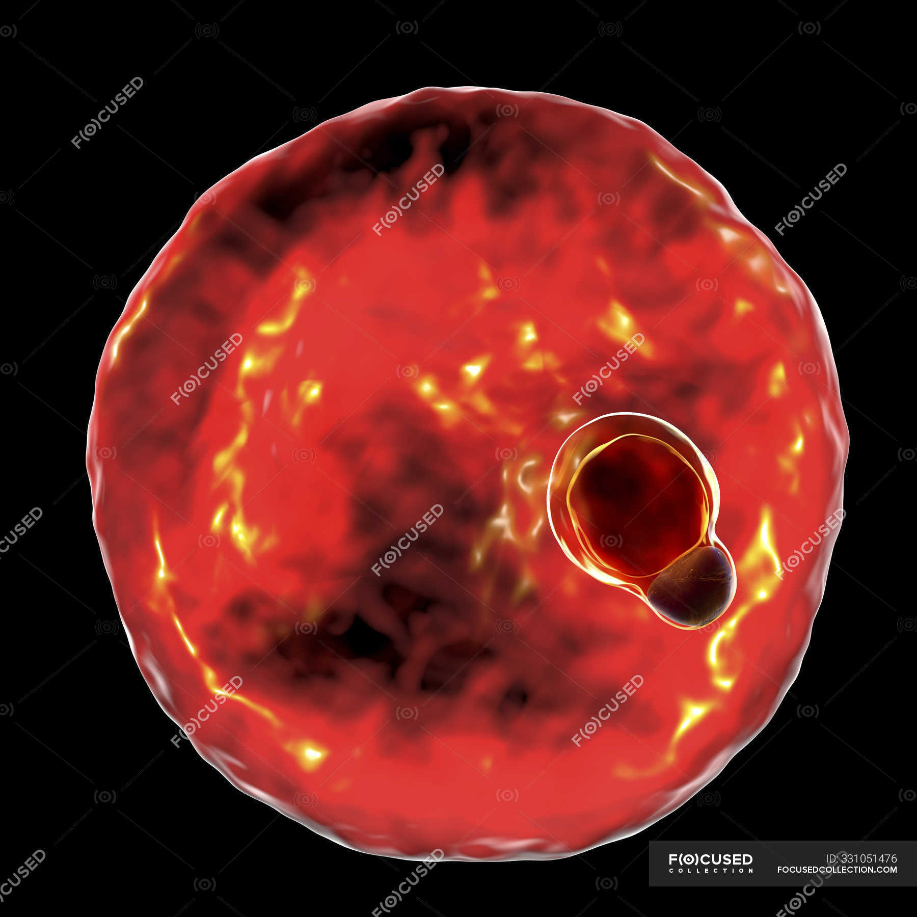 Plasmodium malariae Protozoen Parasit, digitale Illustration. — quartan