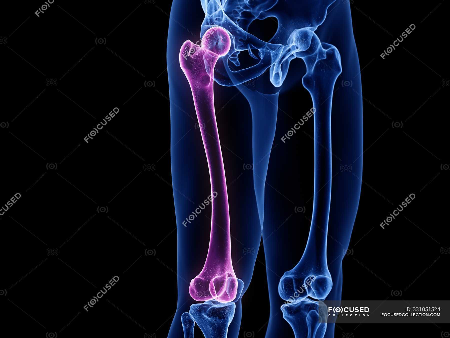 Male Skeleton Legs With Visible Femur Bones, Computer Illustration 