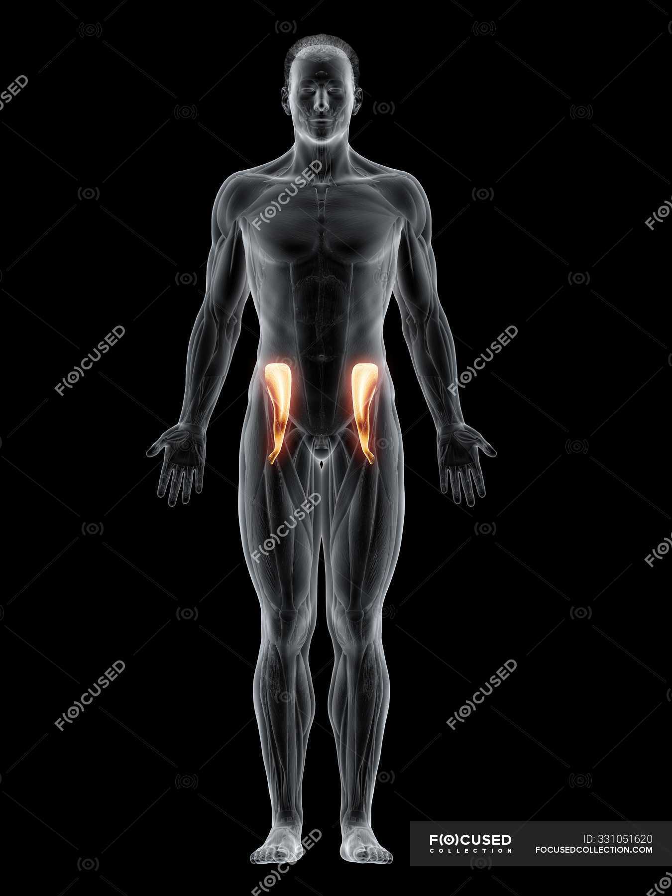 Abstrakter männlicher Körper mit detailliertem Iliakusmuskel