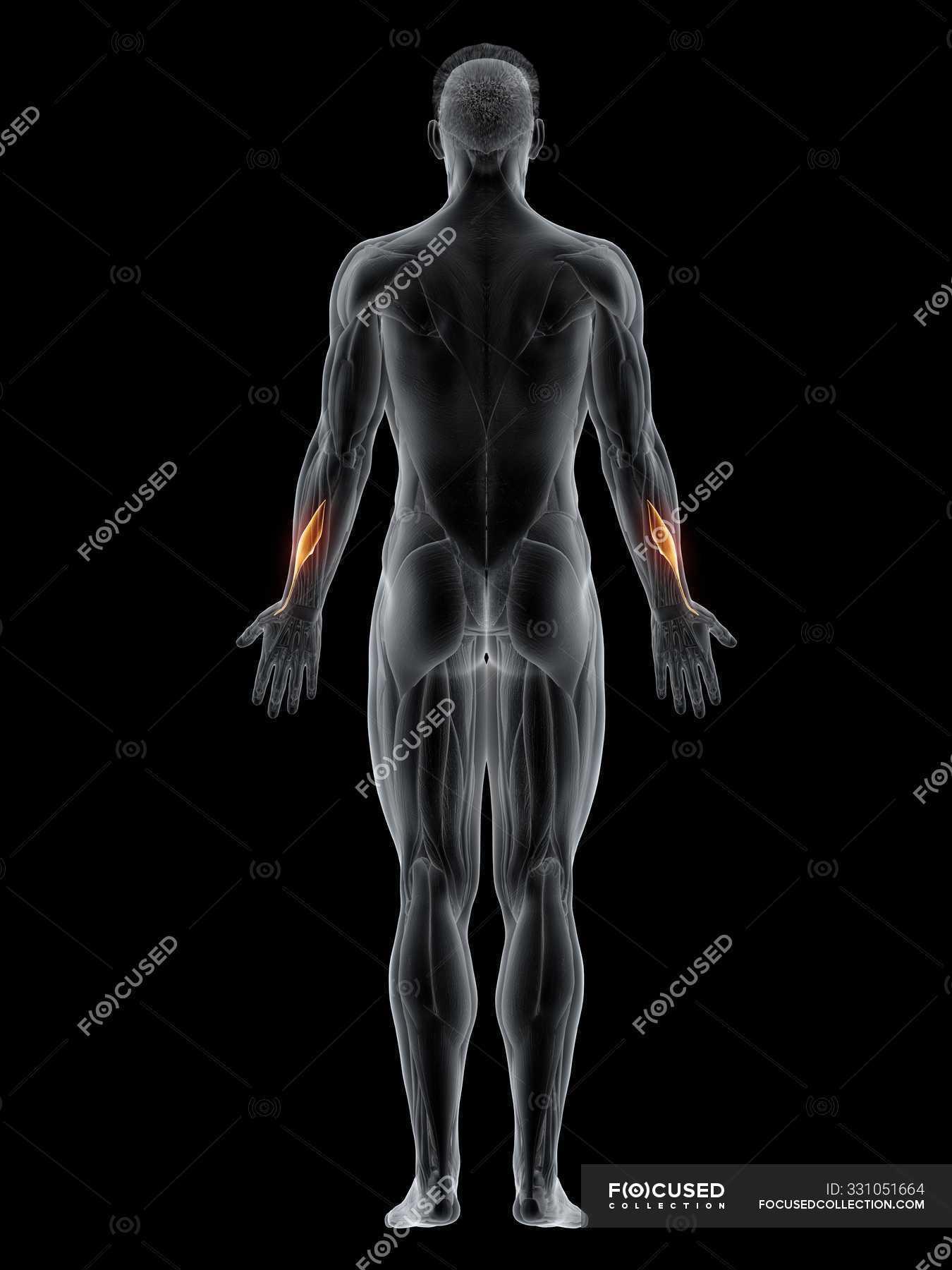 Männlicher Körper mit sichtbarem farbigen Abductor Pollicis Longus Muskel Computerillustration