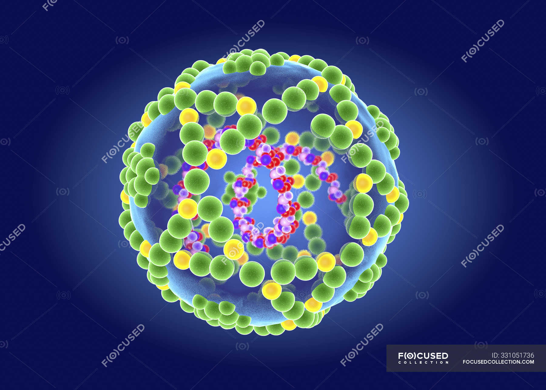 enterovirus-rna-virusstruktur-digitale-illustration-picornaviridae