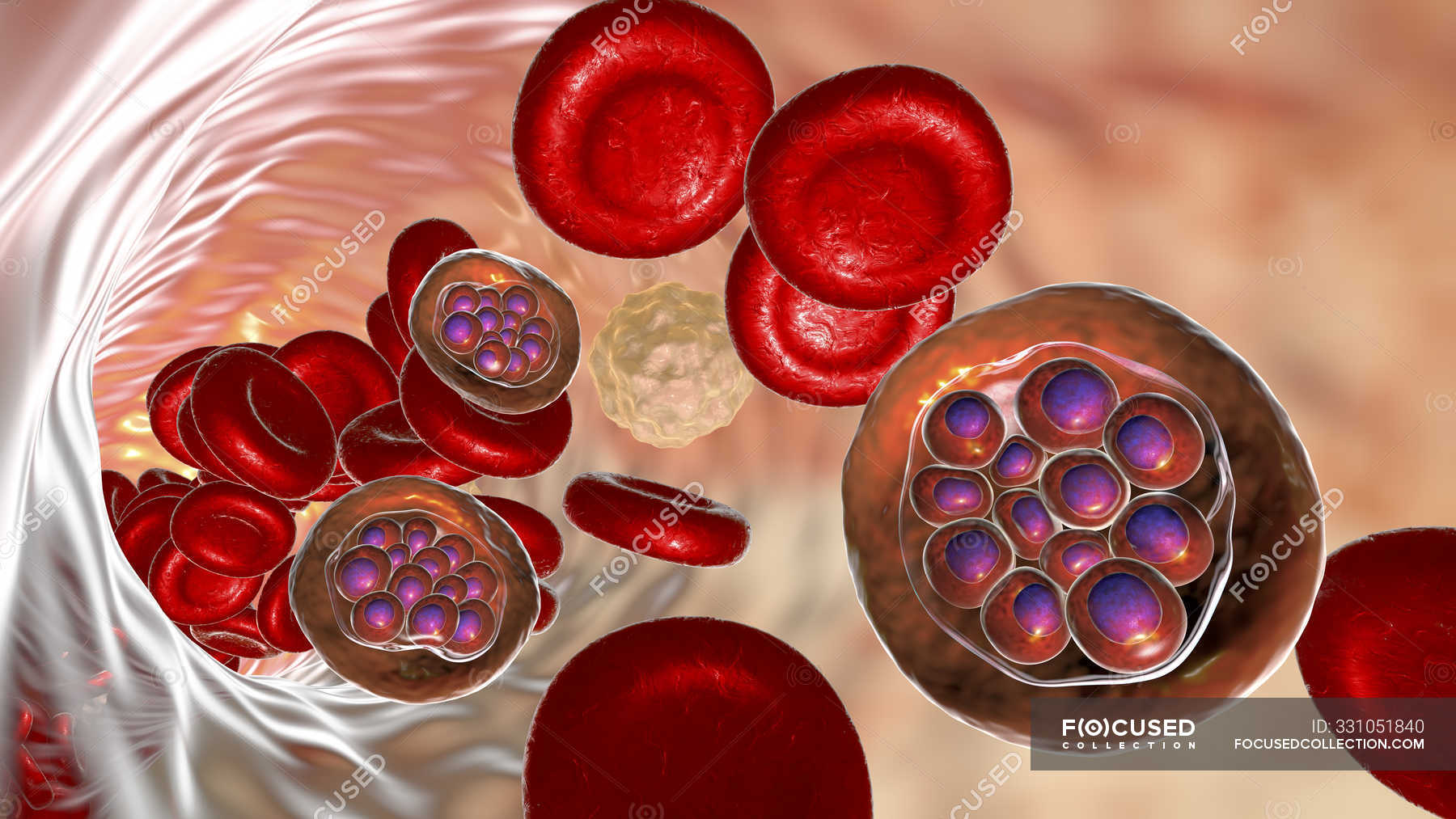 plasmodium vivax images