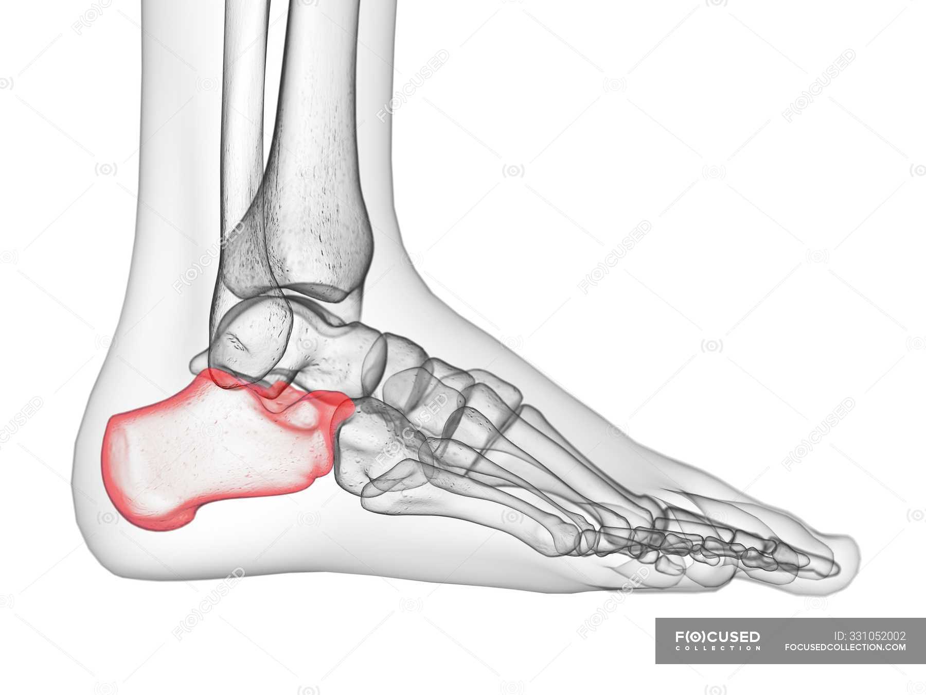 Calcaneus bone in transparent human body, computer illustration