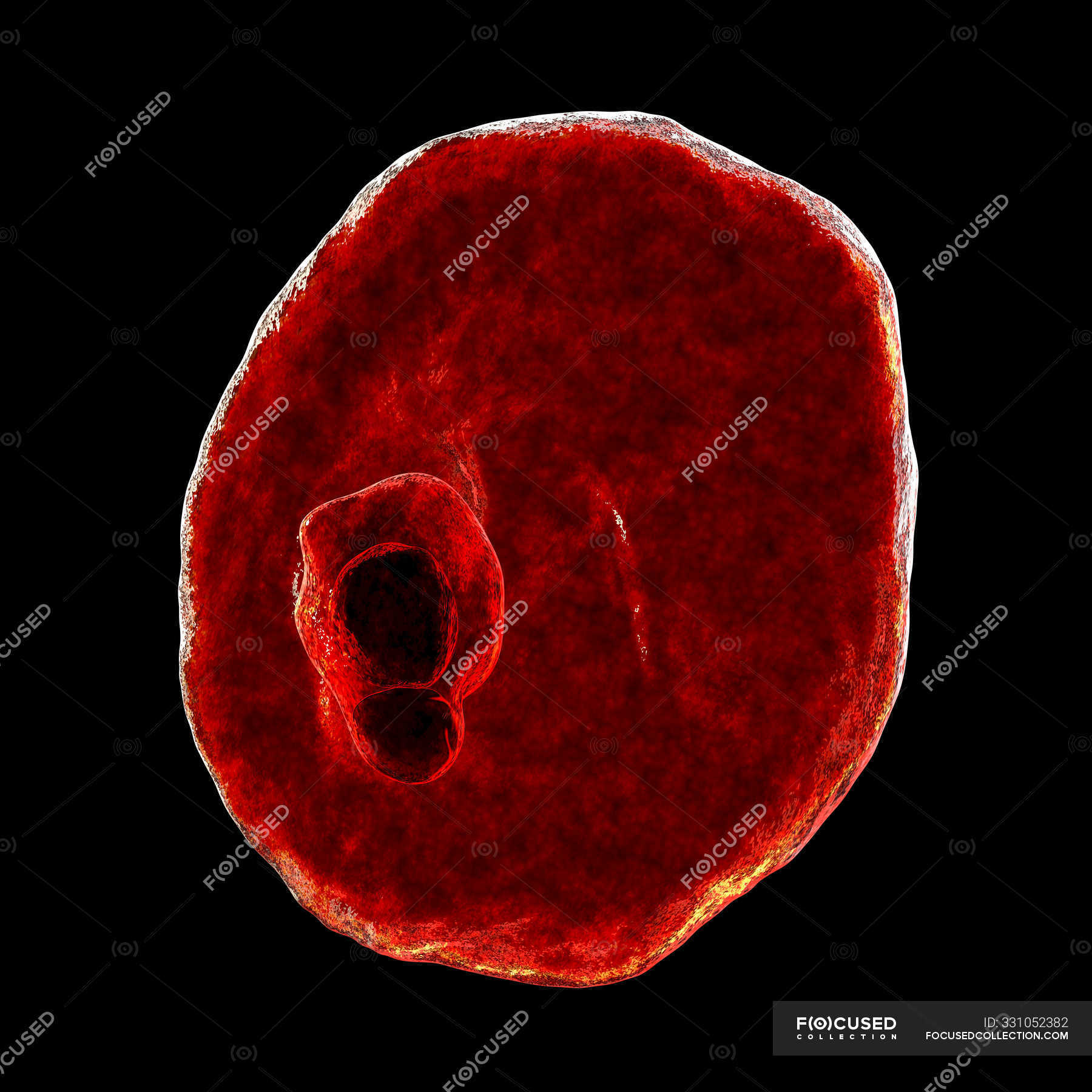 Plasmodium Ovale Protozoan, Computer Illustration. — Pathogen, Black 