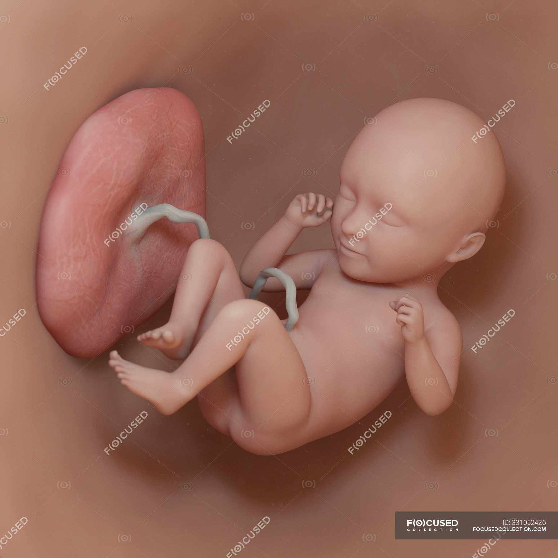 Эмбрион человека 35 недель