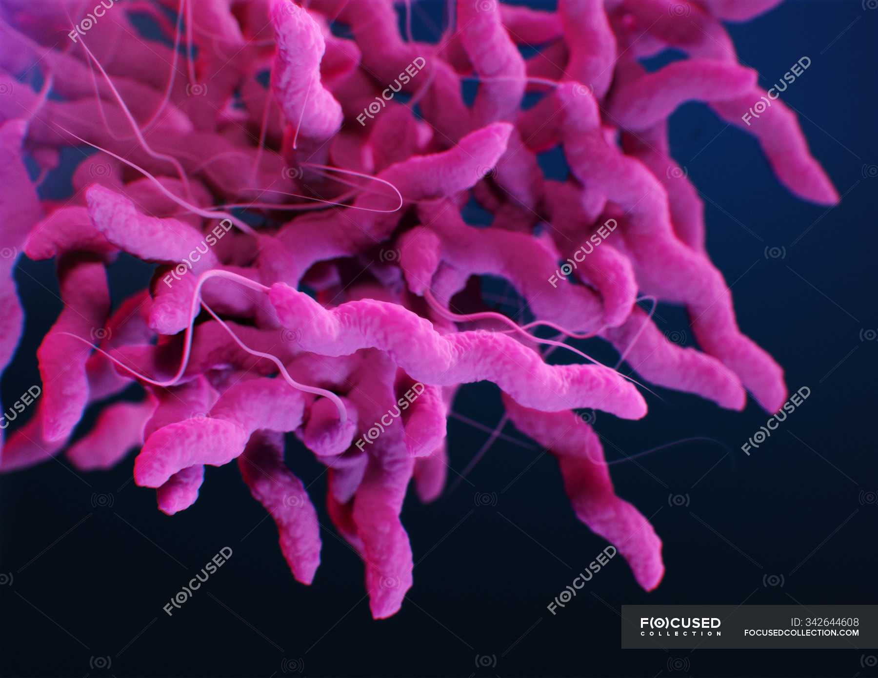 digital-3d-illustration-of-pink-campylobacter-bacteria-pathogens