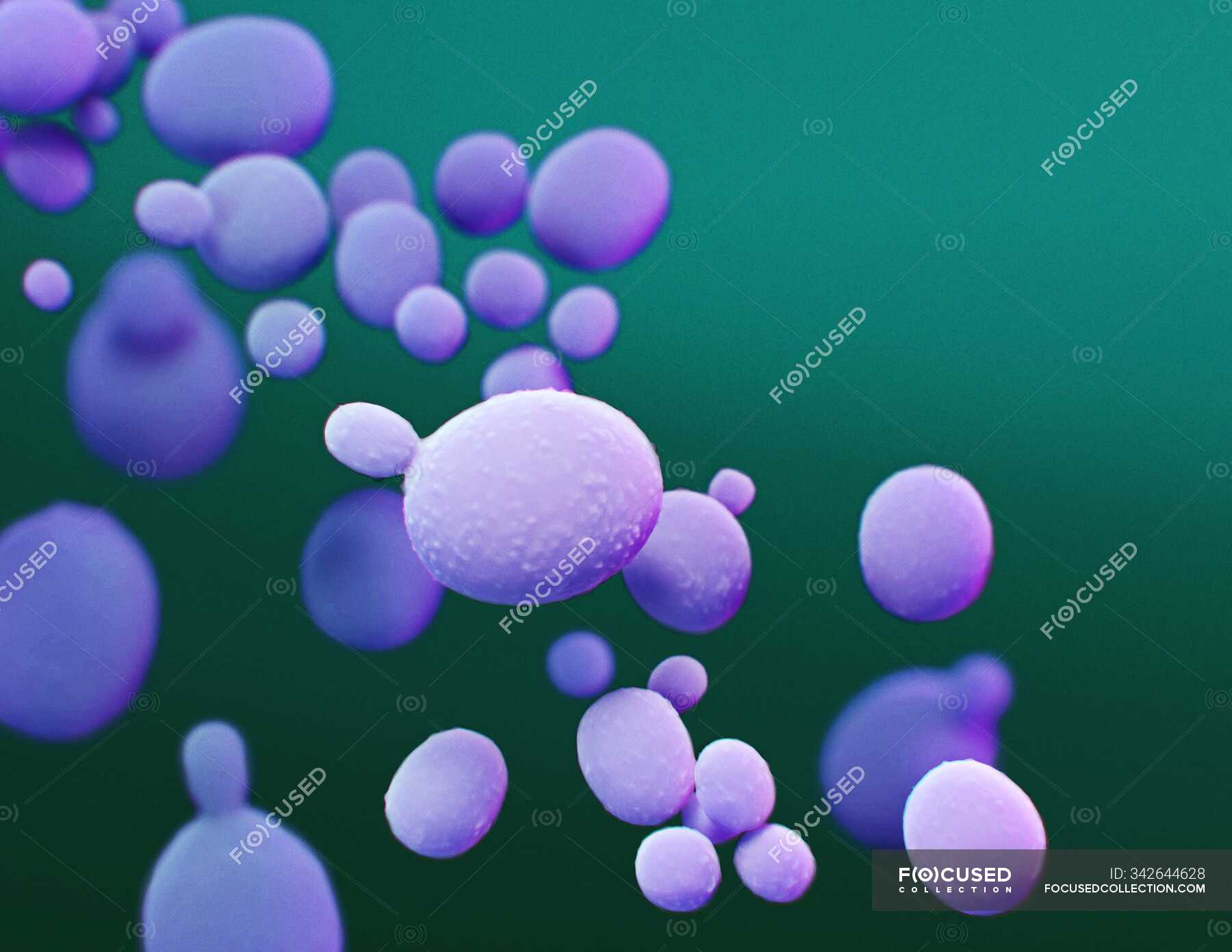 Illustration of fungus Candida auris — candidiasis, science - Stock ...